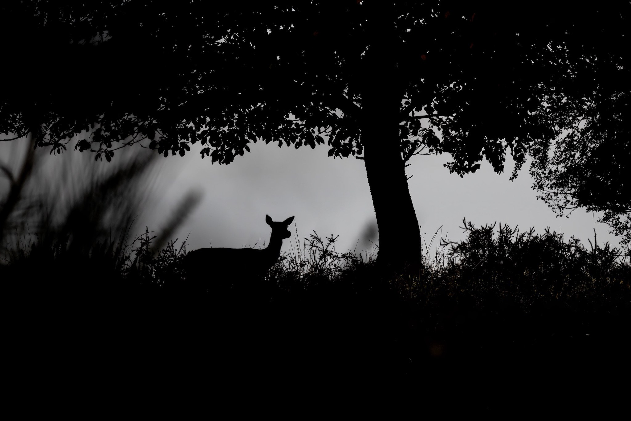 Brame du Cerf