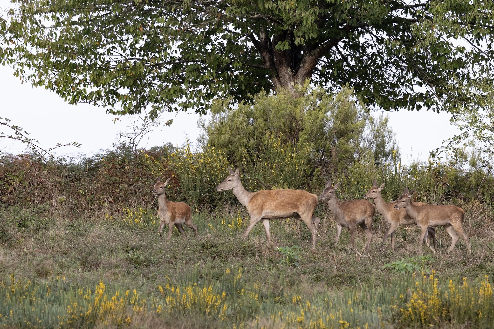 Brame du Cerf