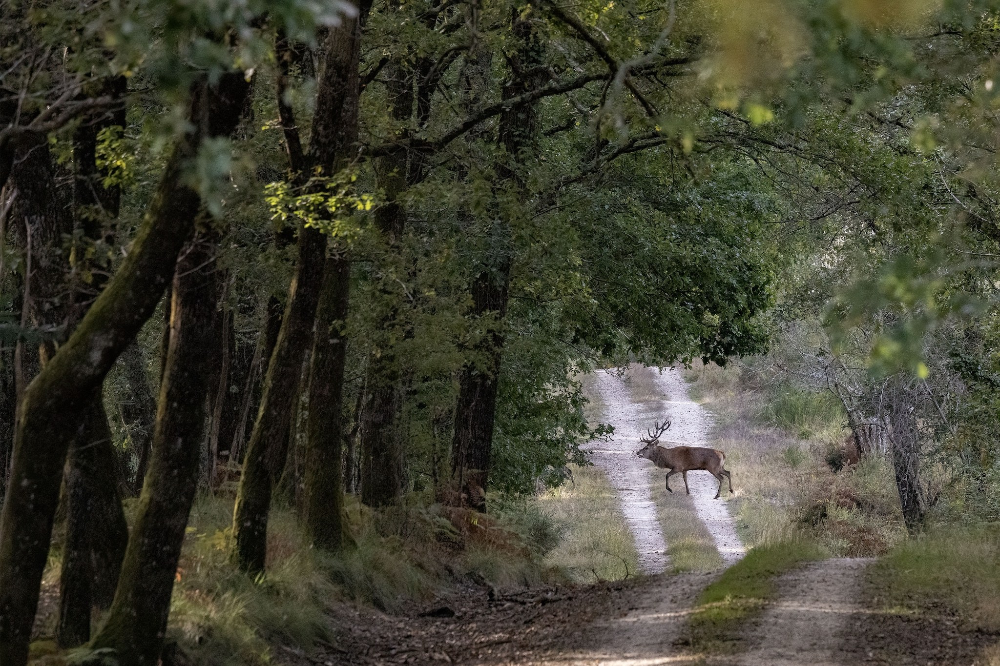 Brame du Cerf