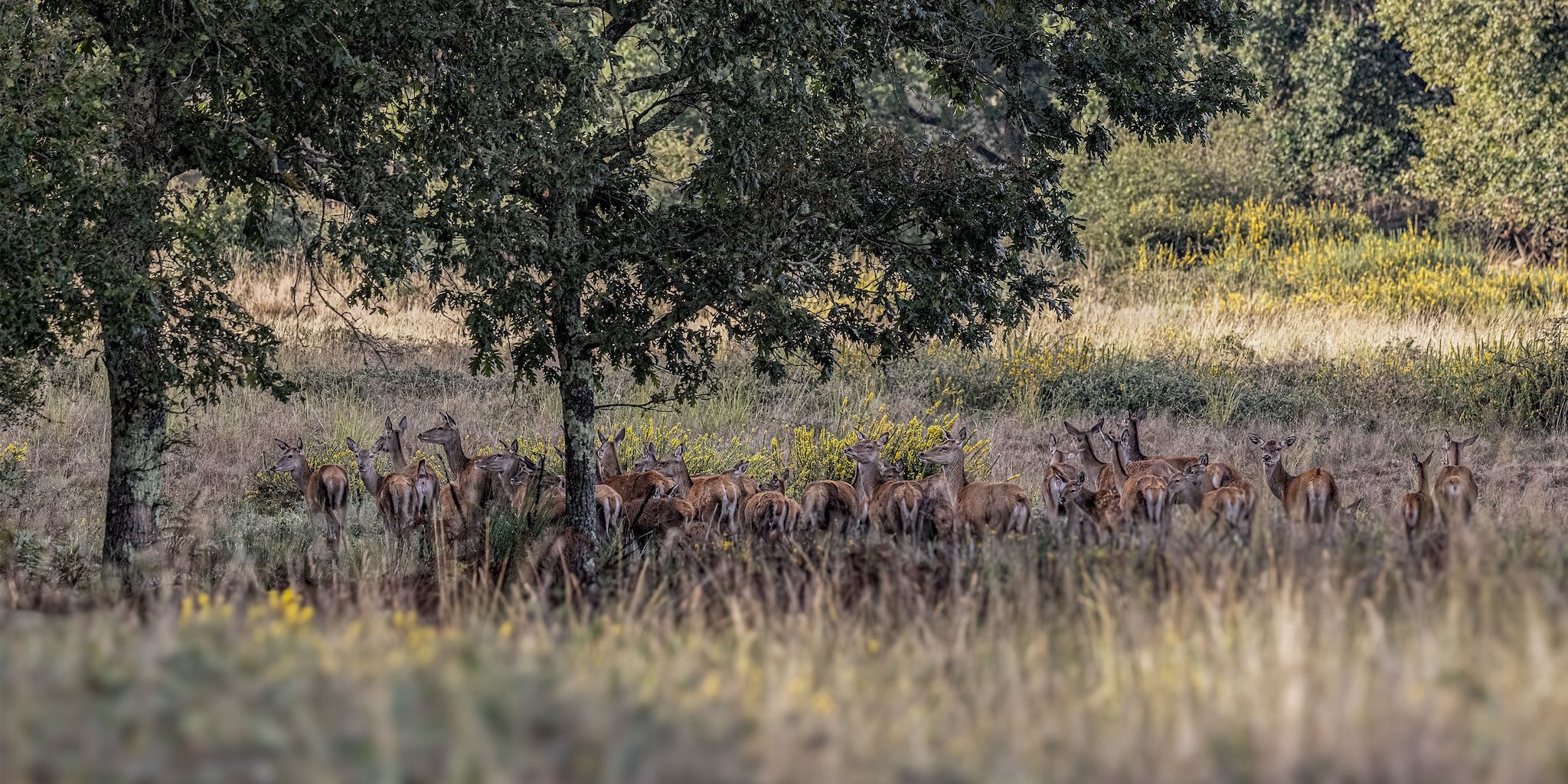 Brame du Cerf