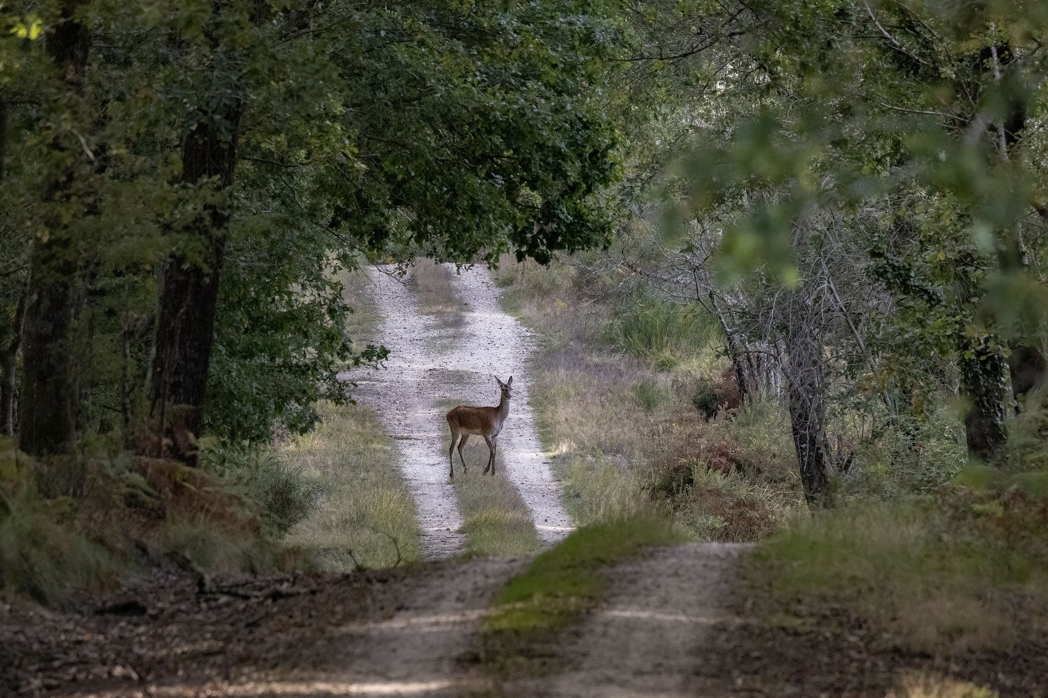 Brame du Cerf