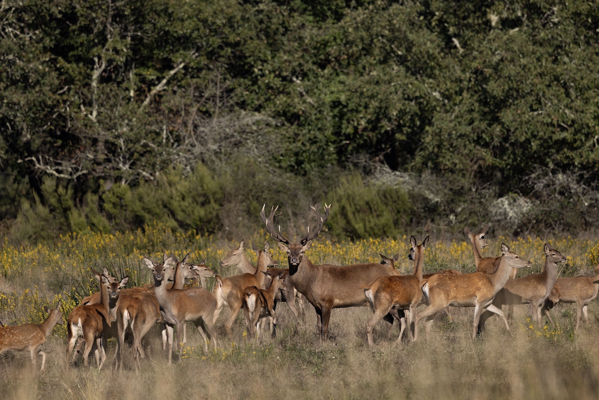 Brame du Cerf