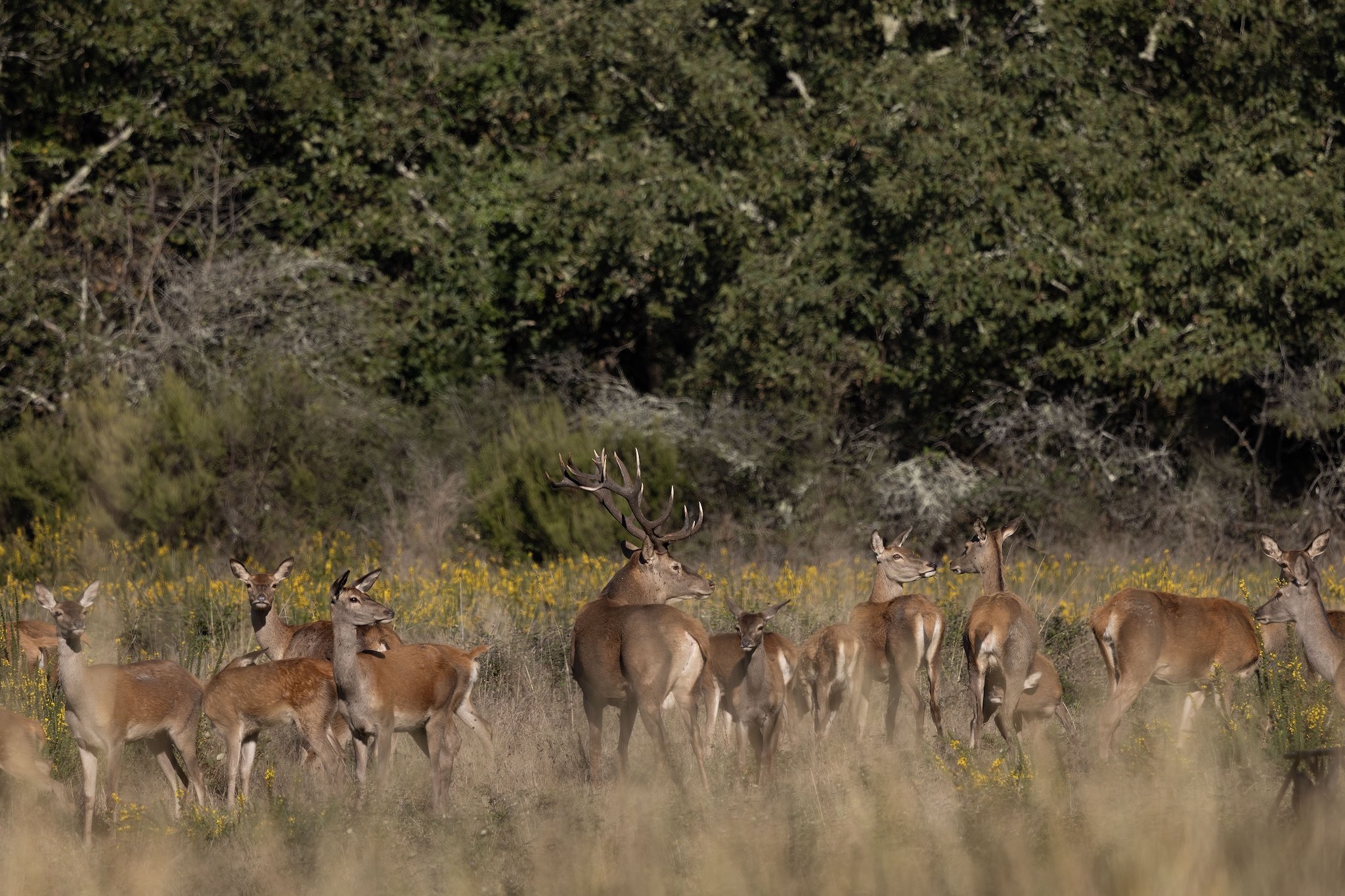 Brame du Cerf