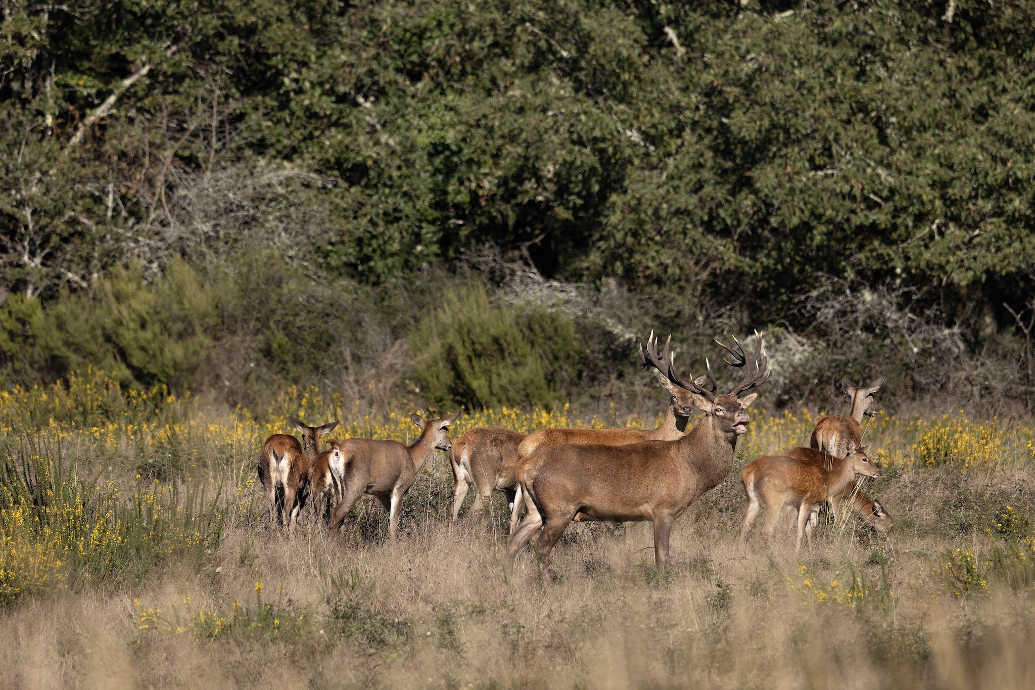 Brame du Cerf