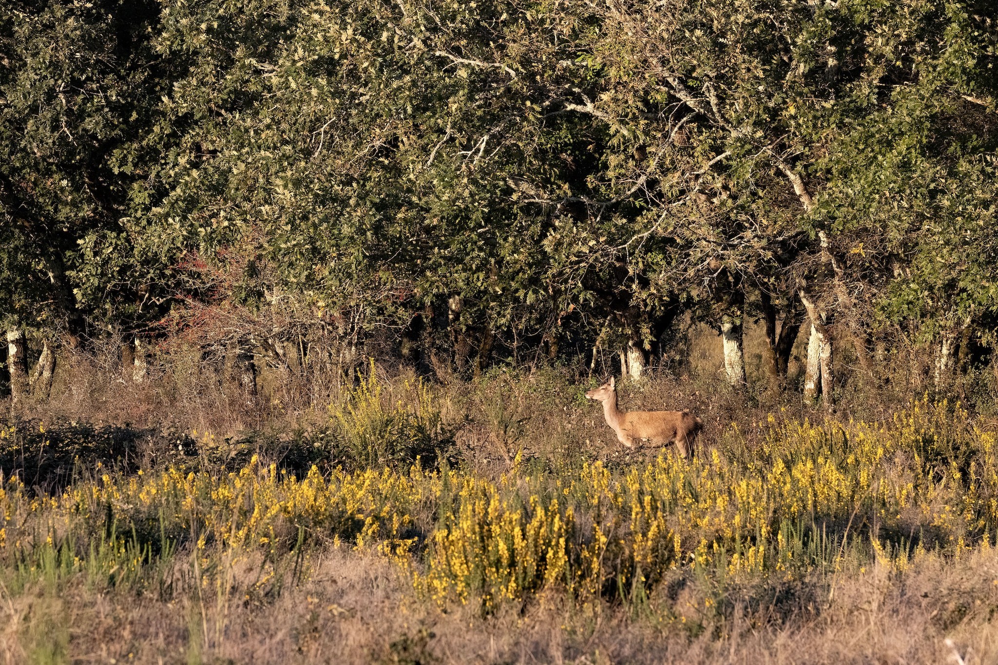 Brame du Cerf