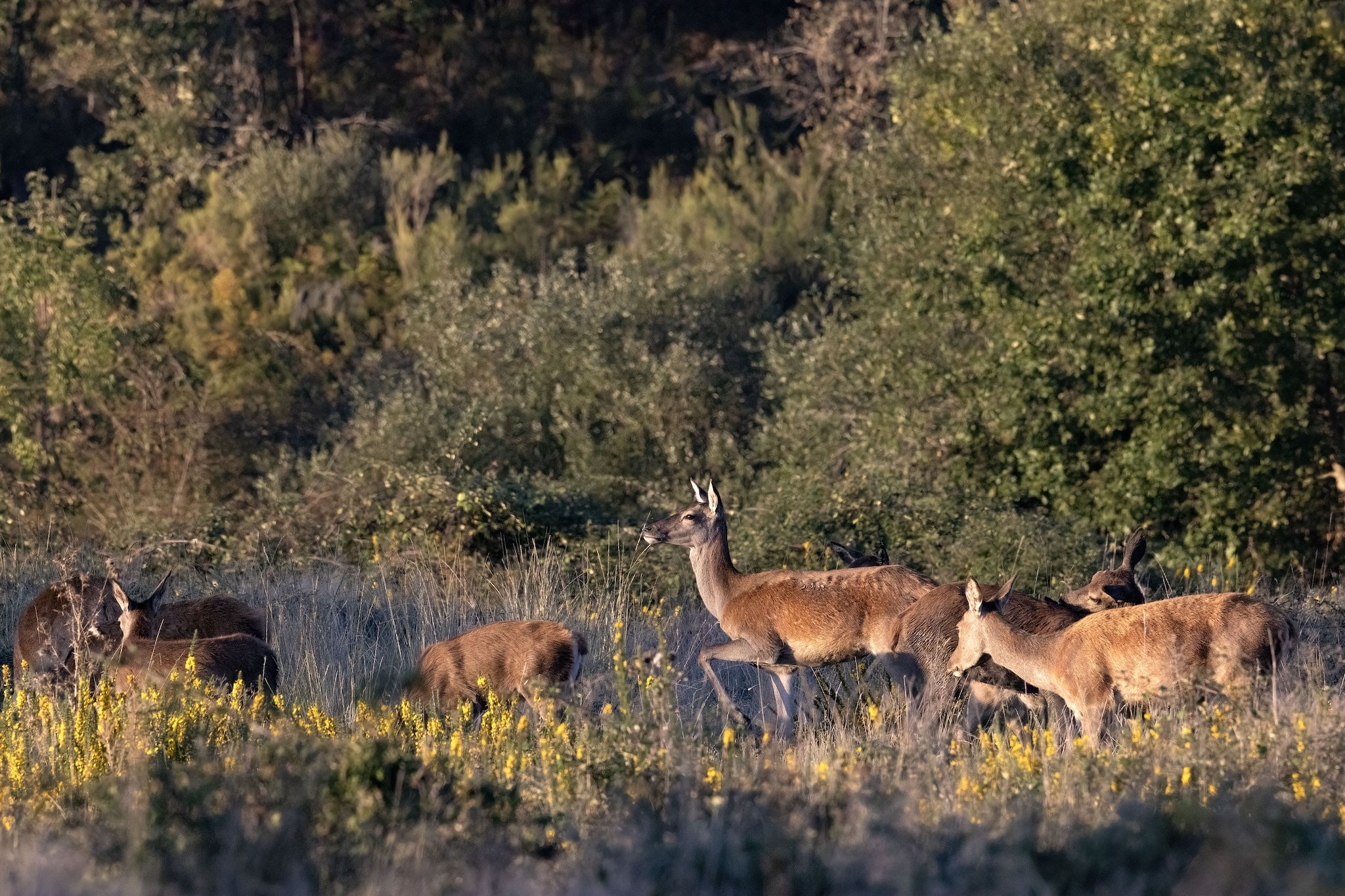 Brame du Cerf