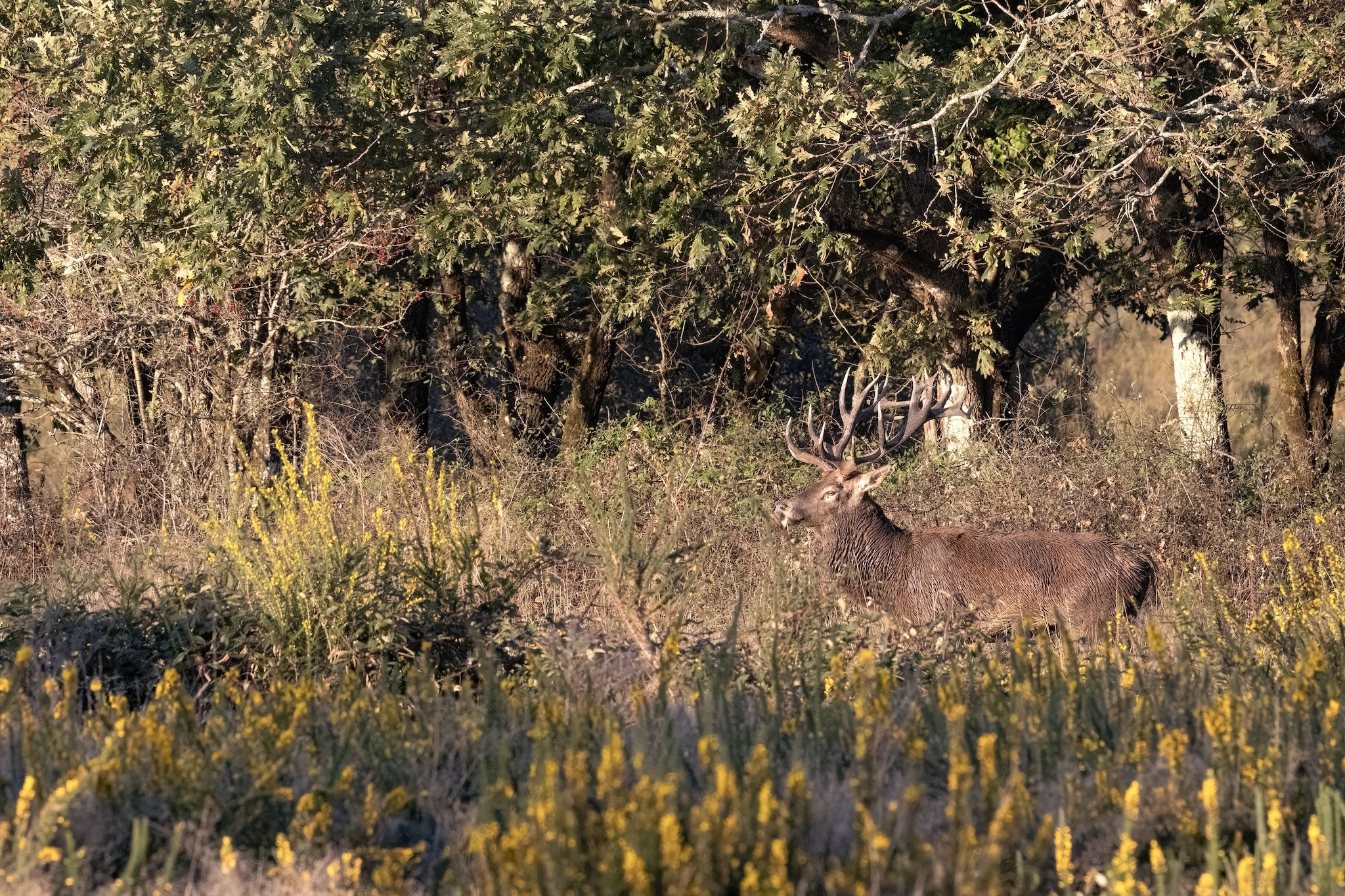 Brame du Cerf