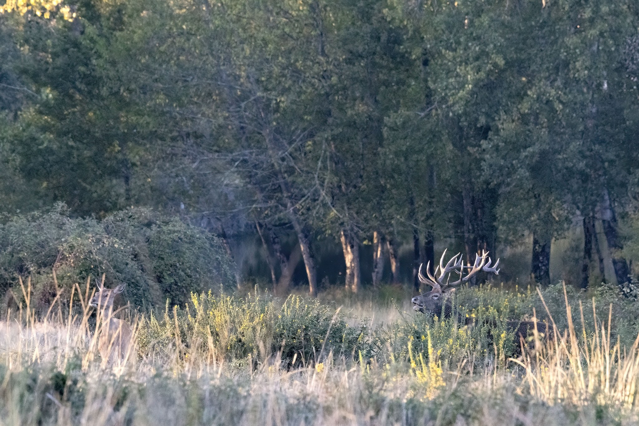 Brame du Cerf