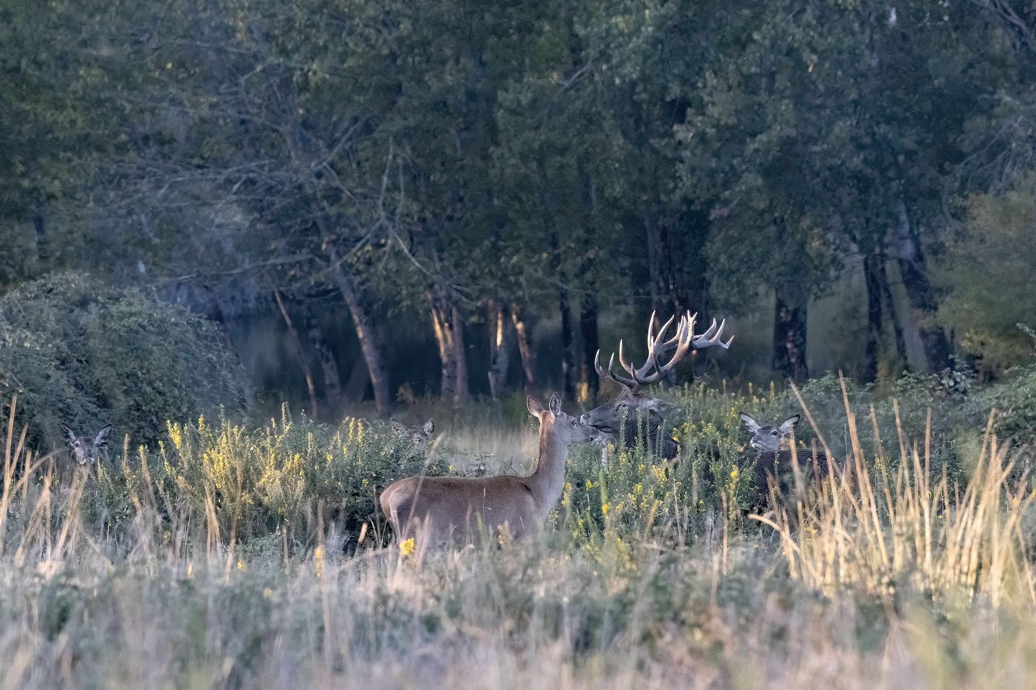 Brame du Cerf