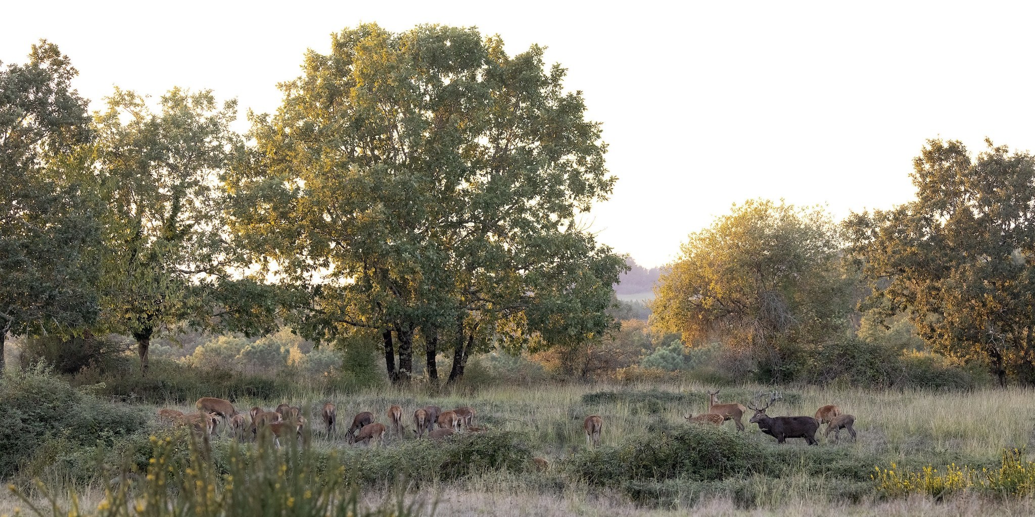 Brame du Cerf
