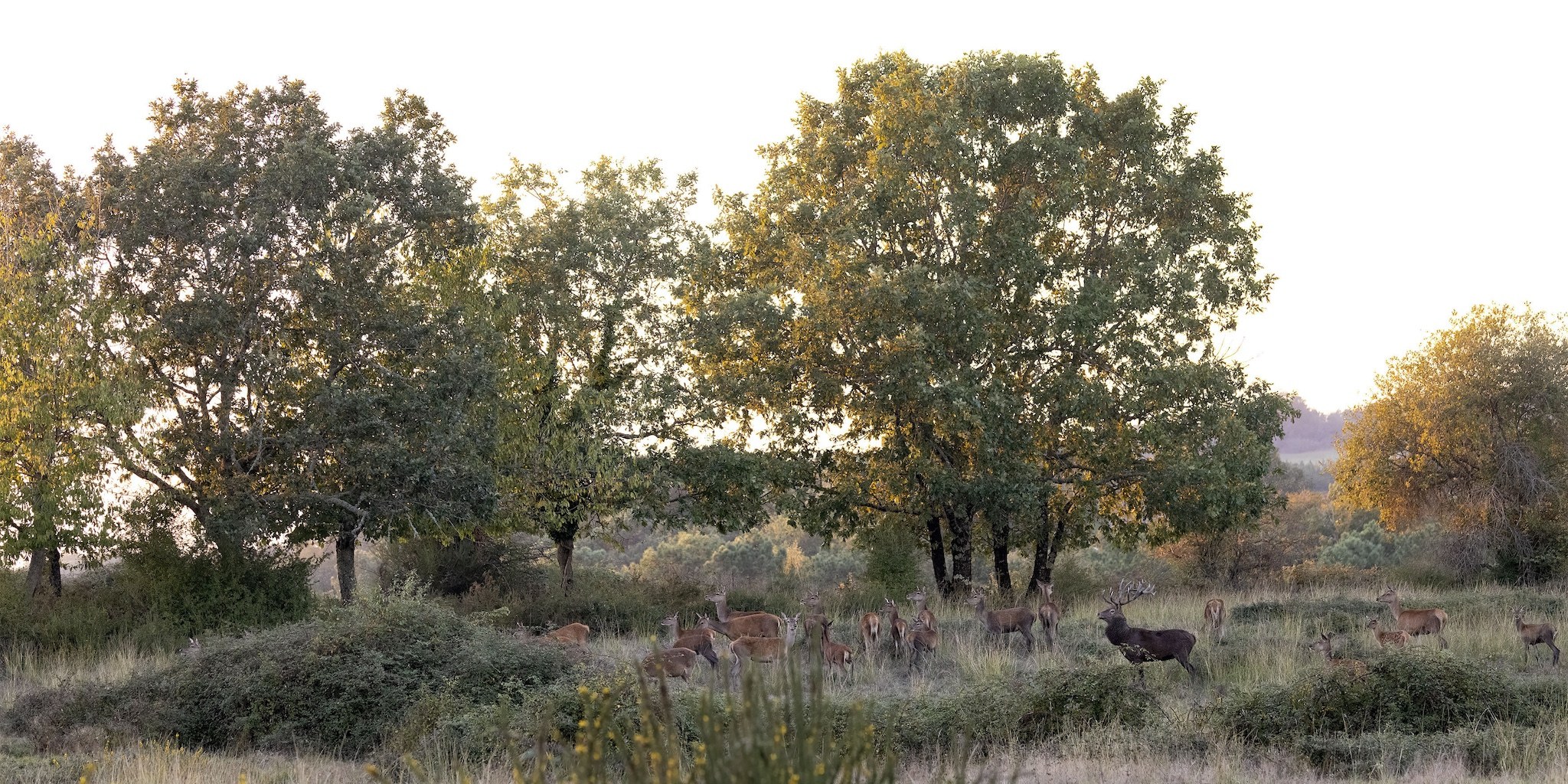 Brame du Cerf