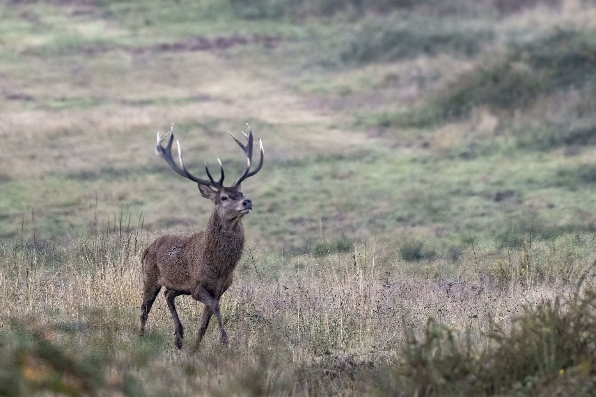 Brame du Cerf