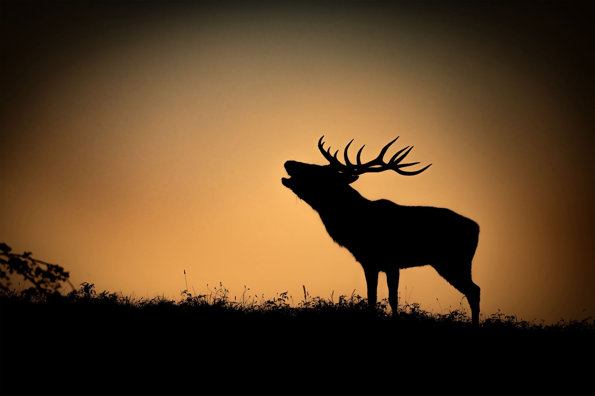 Brame du Cerf