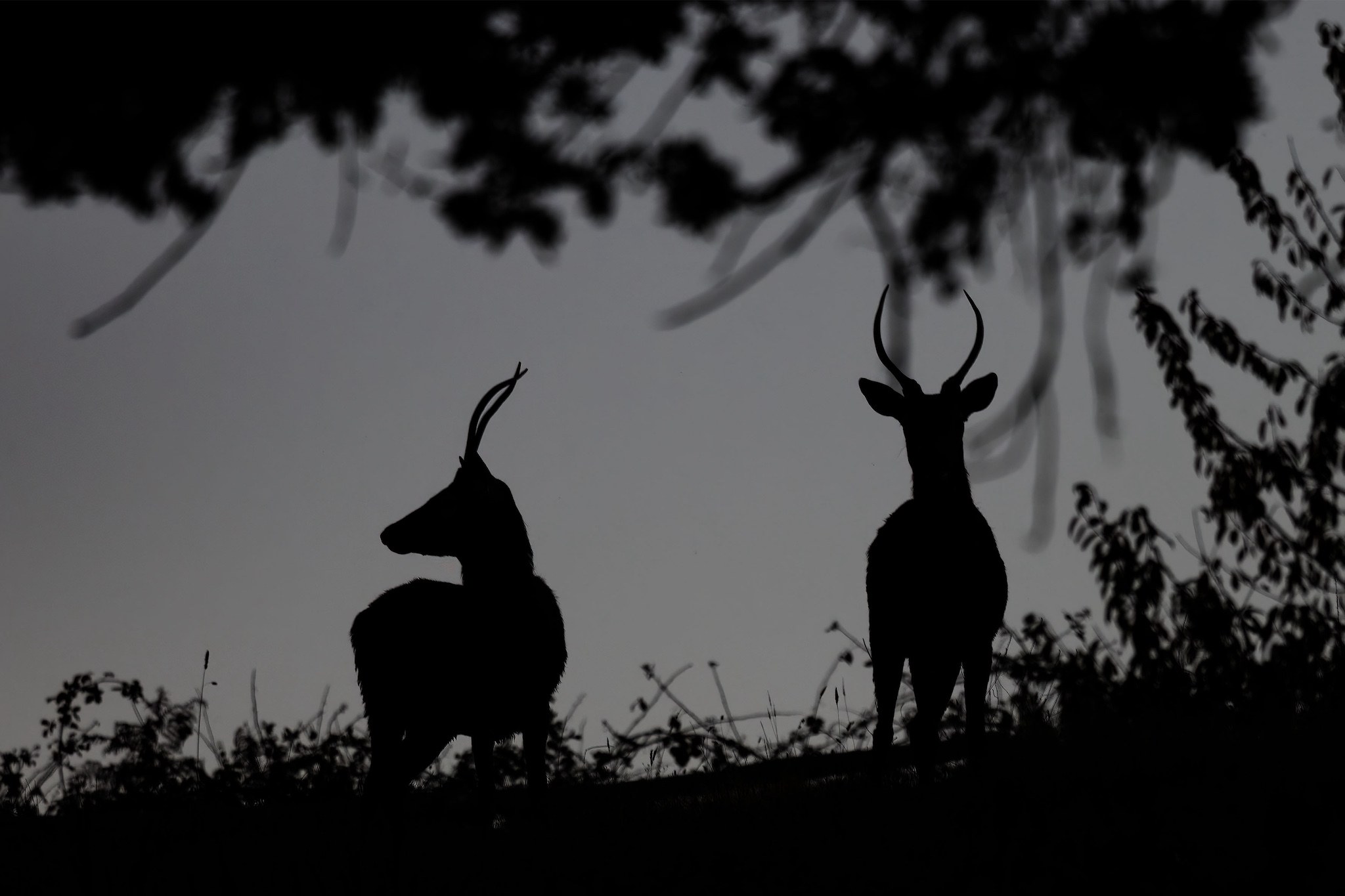 Brame du Cerf