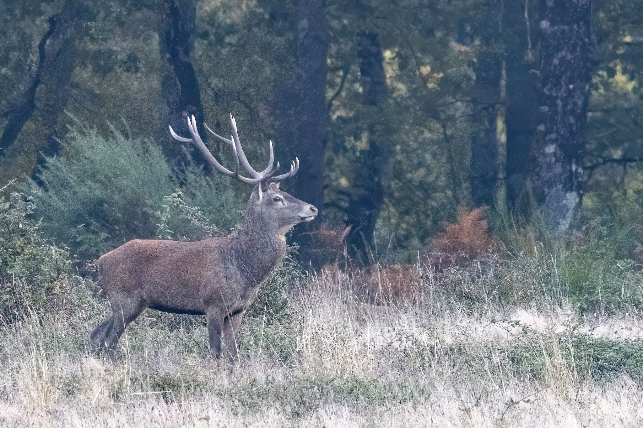 Brame du Cerf