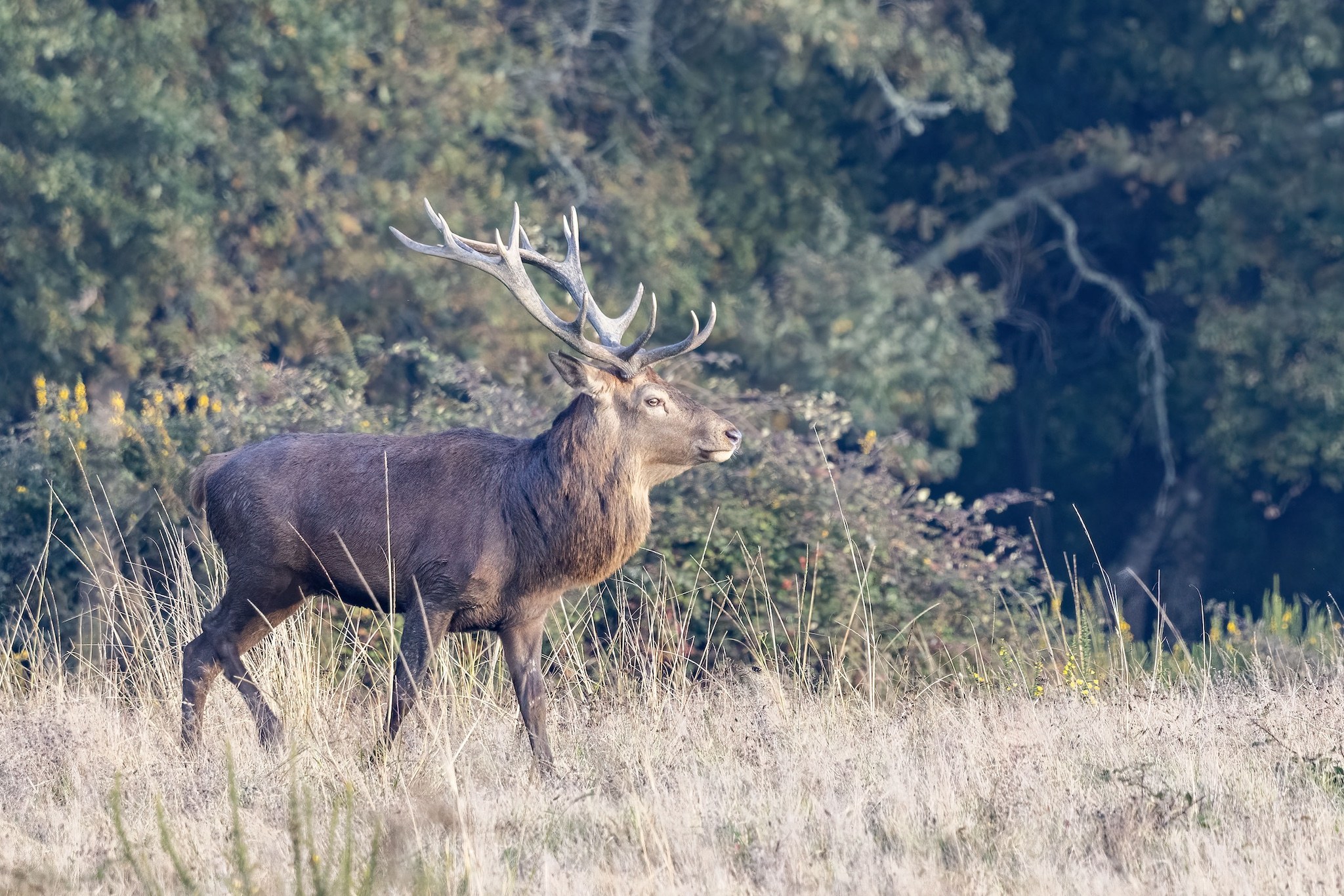 Brame du Cerf