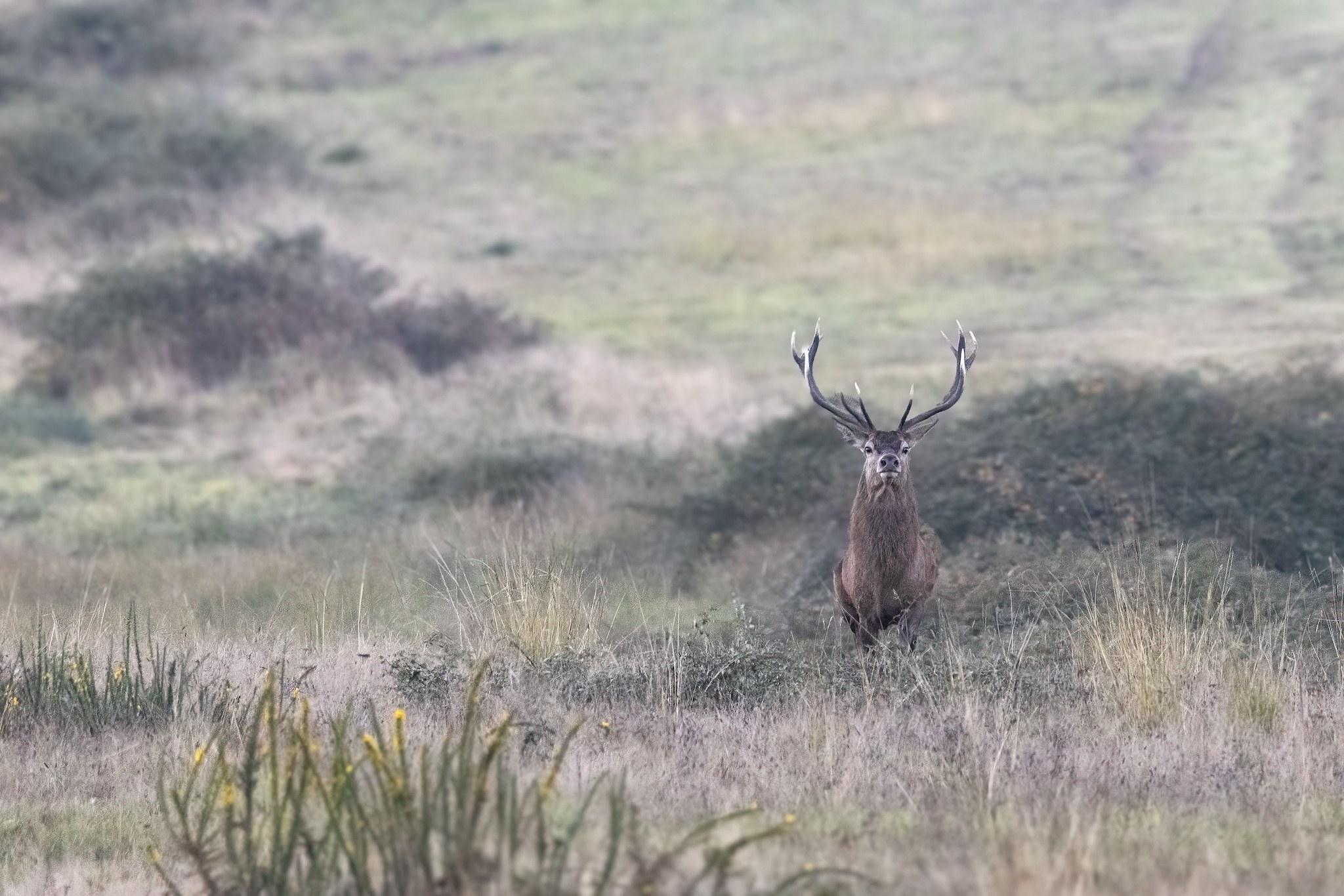 Brame du Cerf