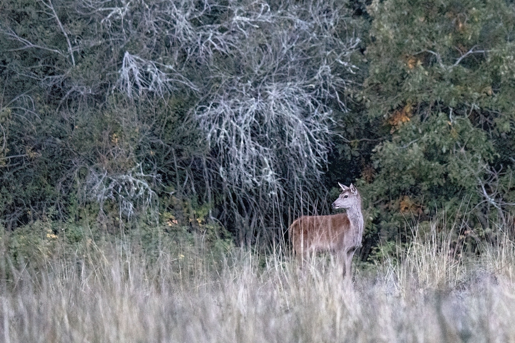 Brame du Cerf