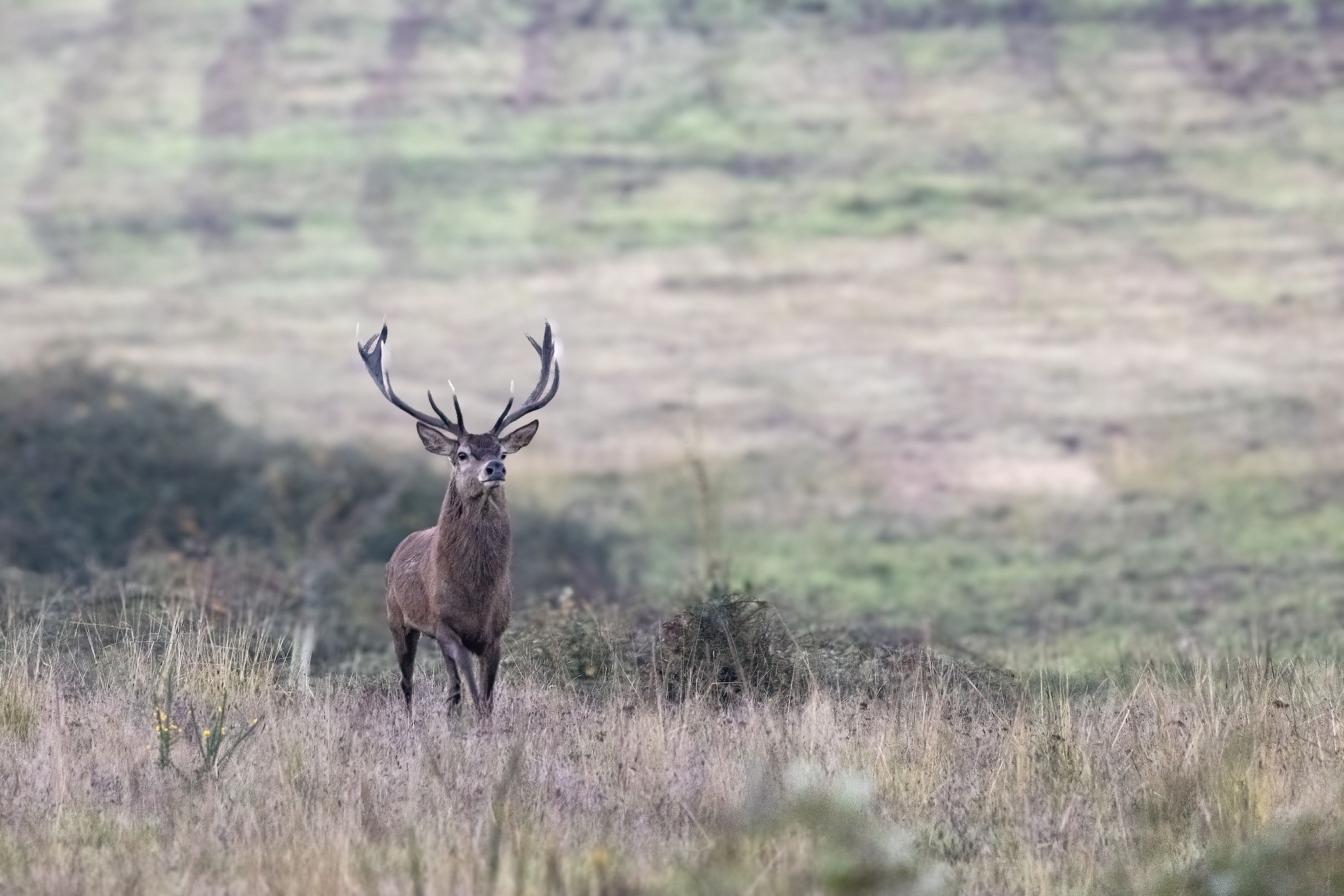 Brame du Cerf
