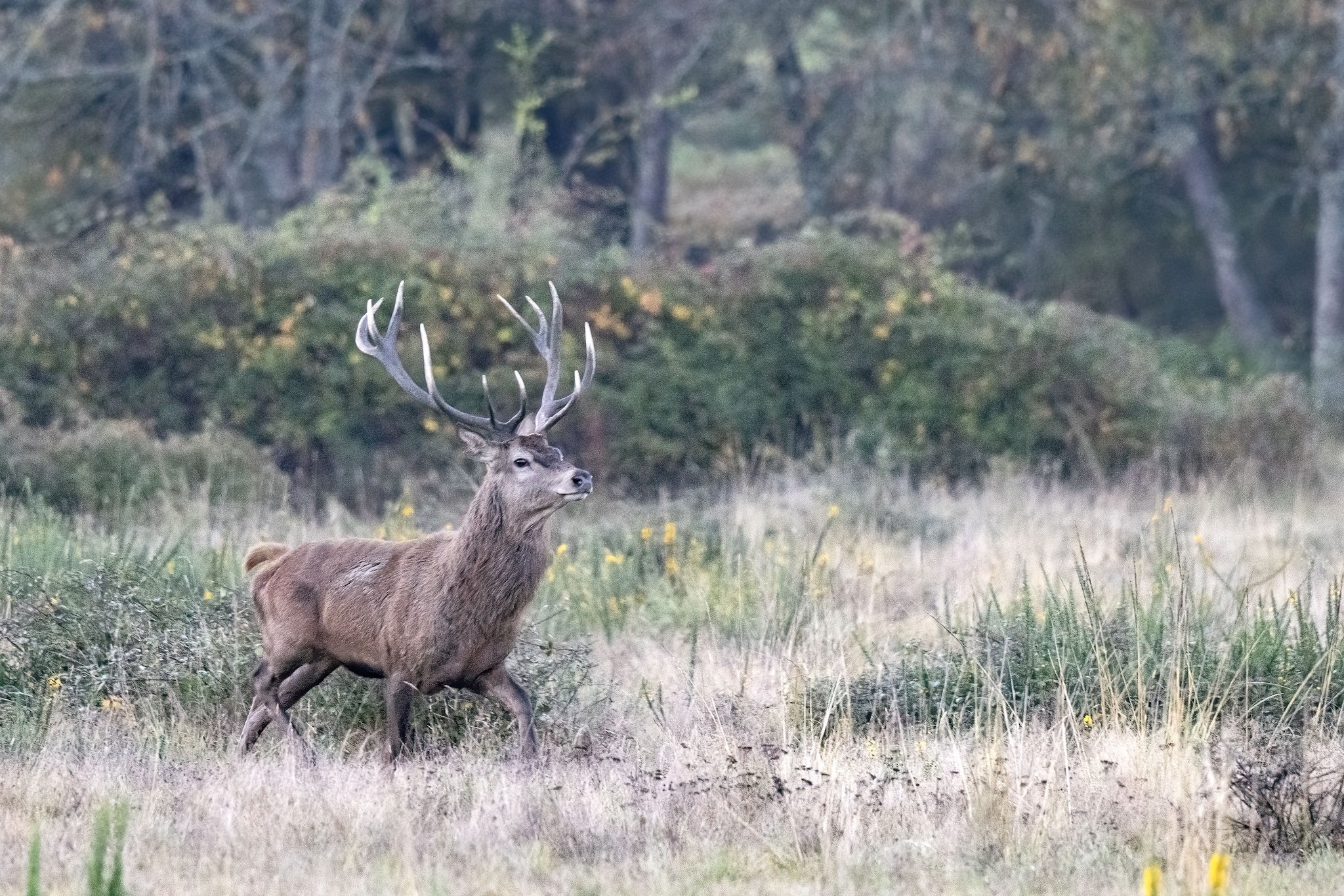 Brame du Cerf