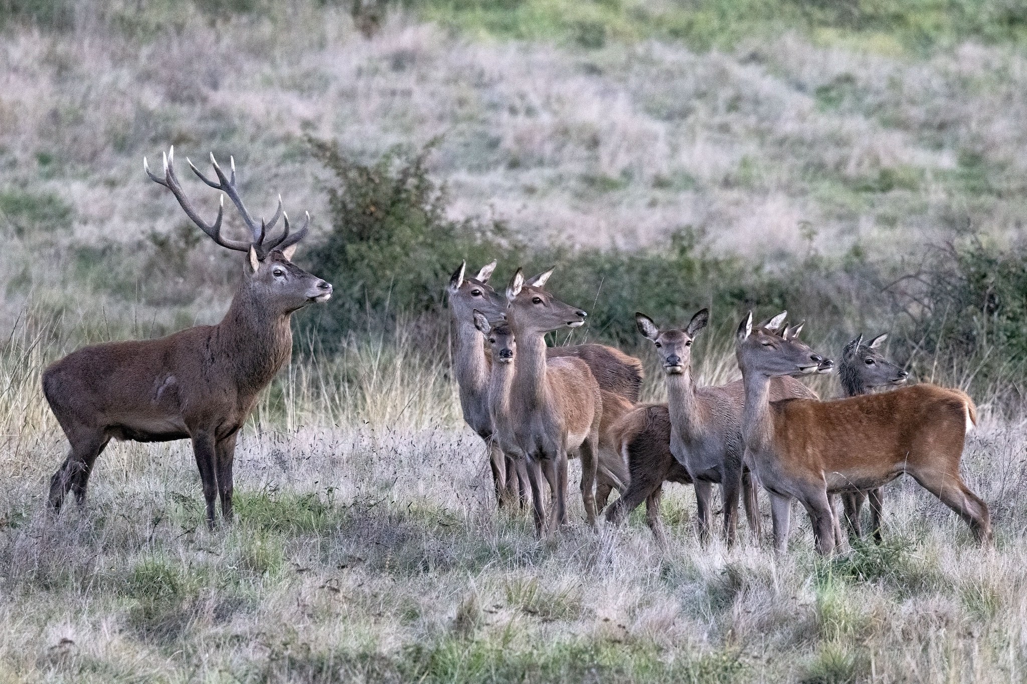 Brame du Cerf