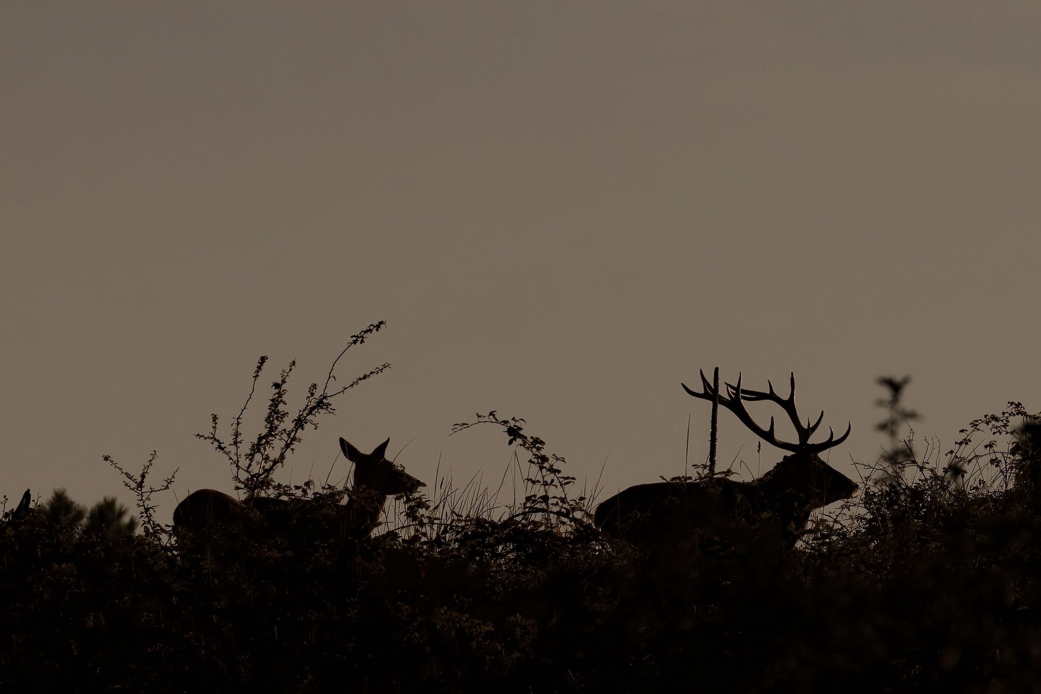 Brame du Cerf