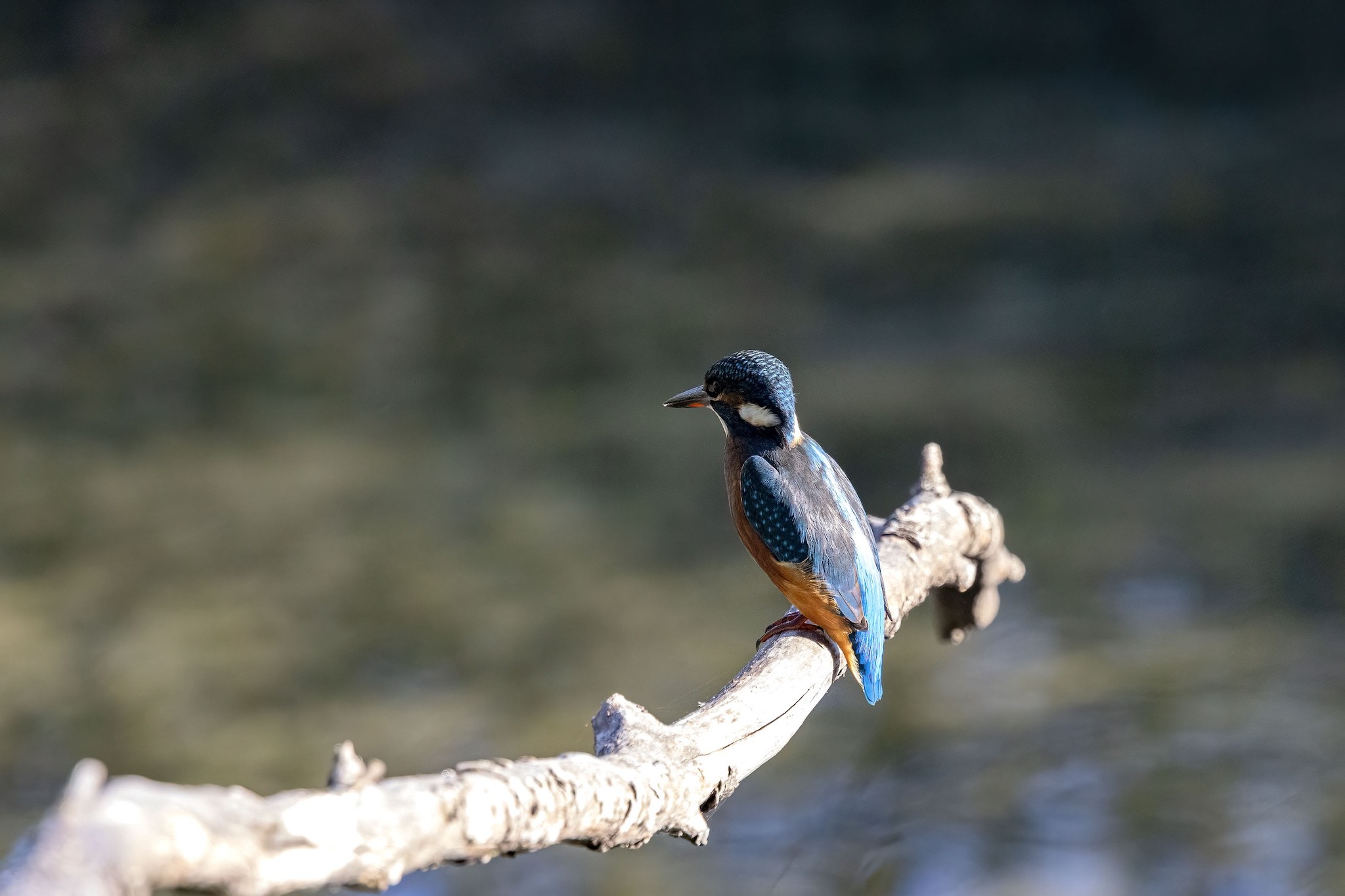 Le Martin-Pêcheur.