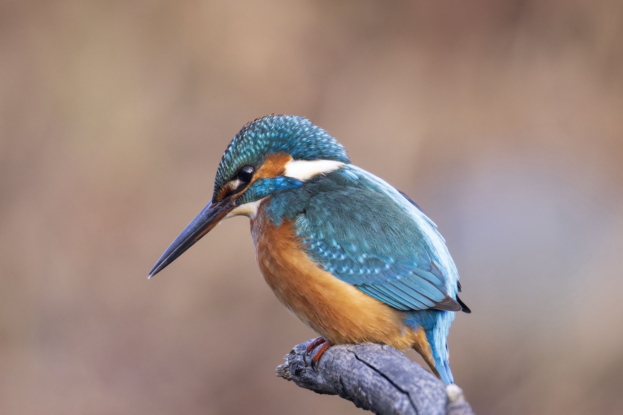 Le Martin-Pêcheur.