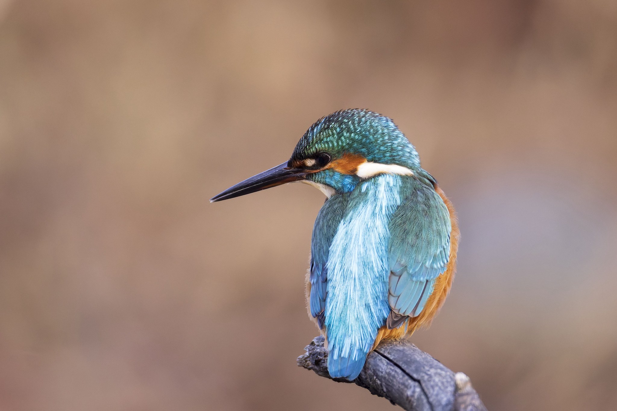 Le Martin-Pêcheur.