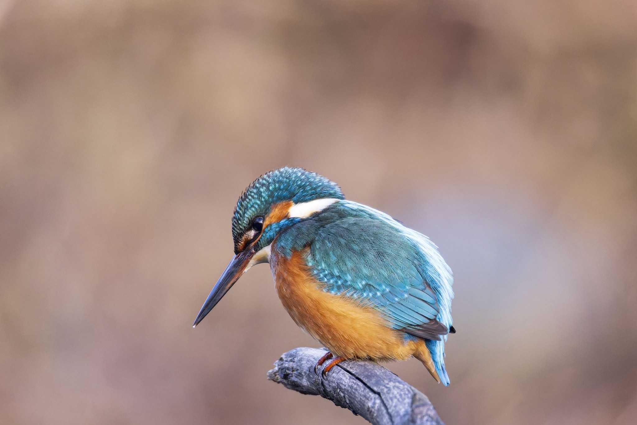 Le Martin-Pêcheur.