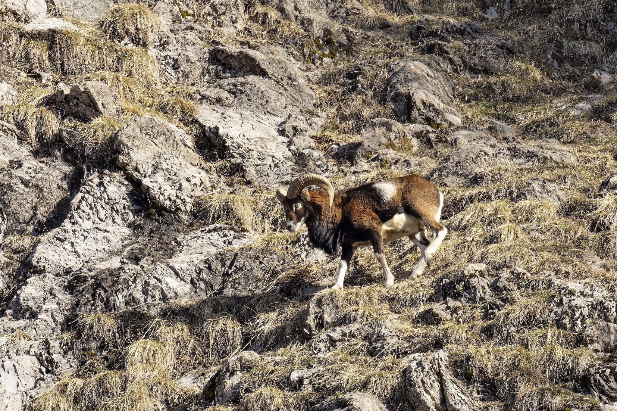 Le Mouflon des Alpes.