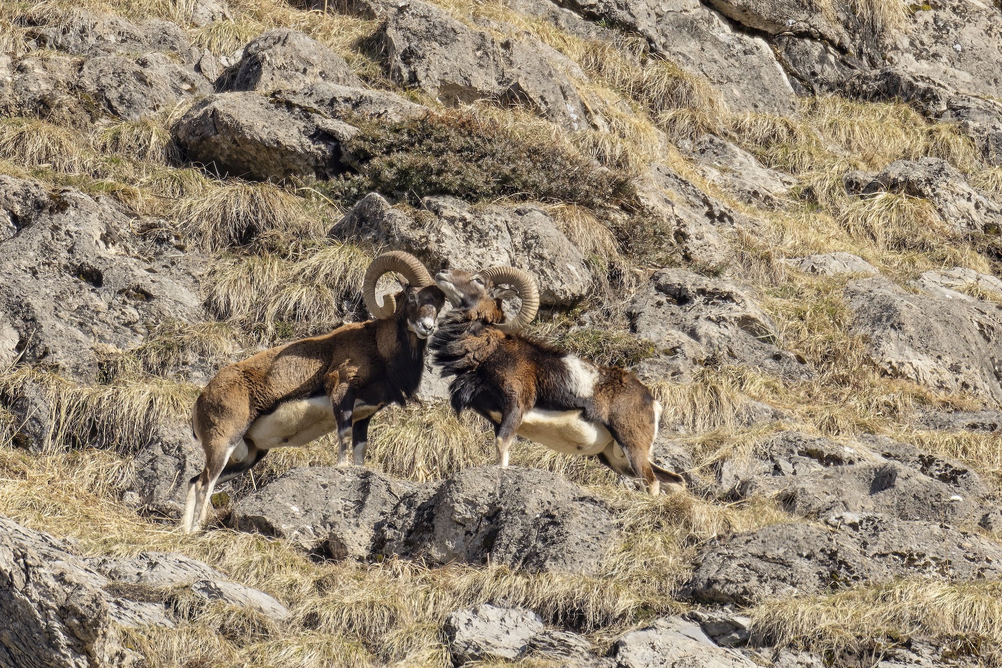 Le Mouflon des Alpes.