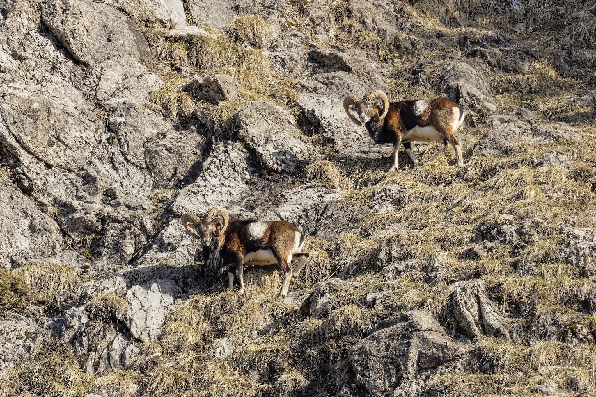Le Mouflon des Alpes.