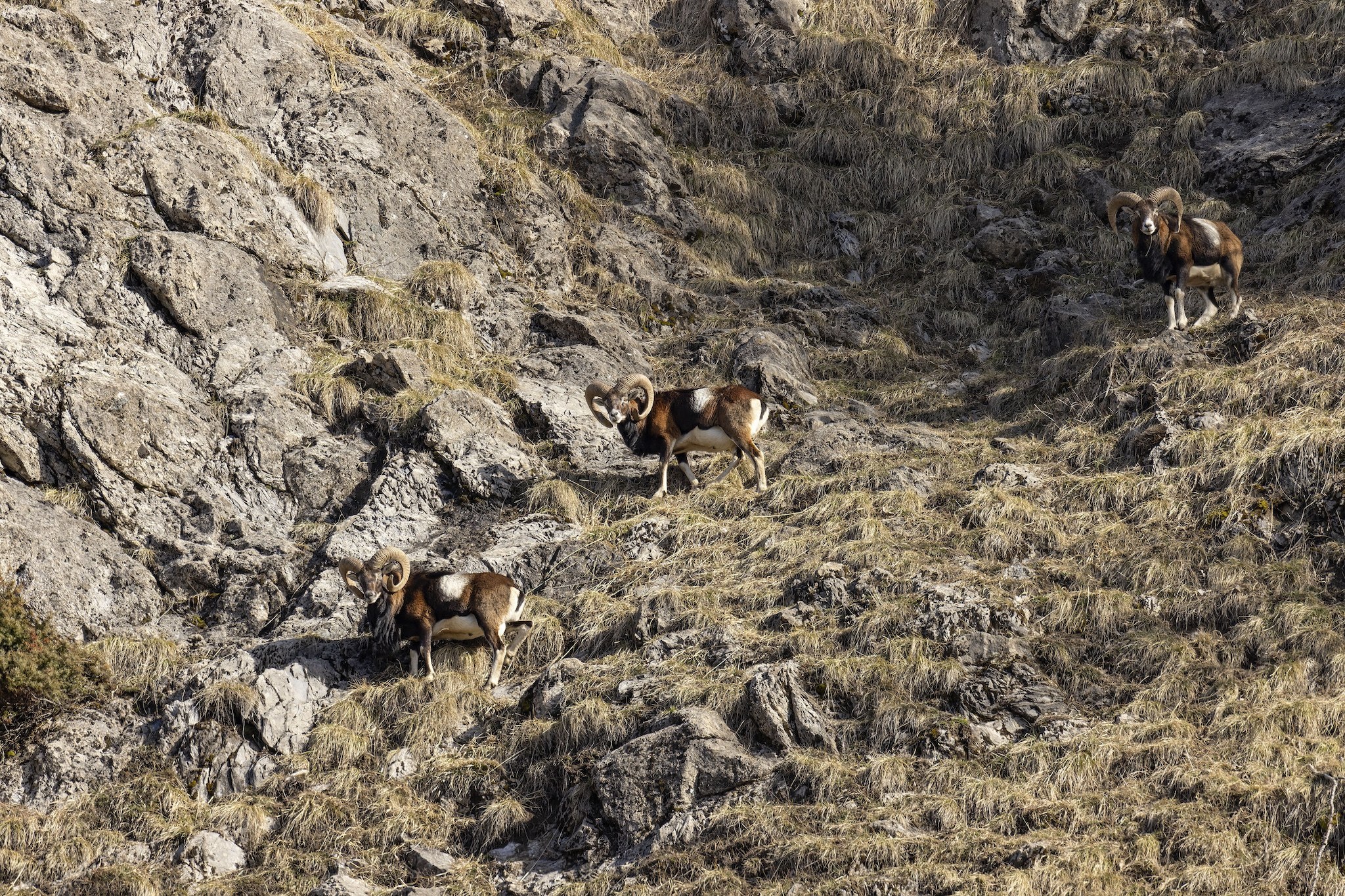 Le Mouflon des Alpes.
