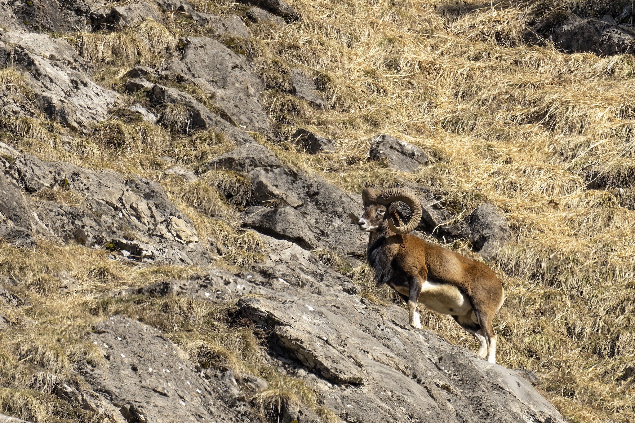 Le Mouflon des Alpes.