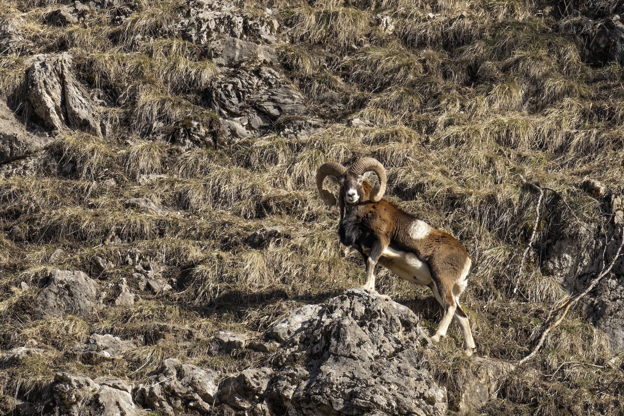 Le Mouflon des Alpes.