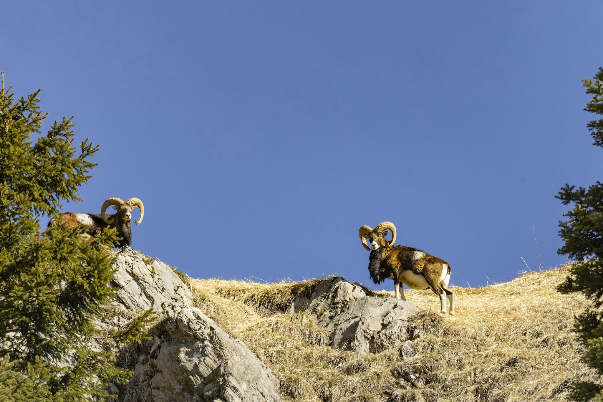 Le Mouflon des Alpes.