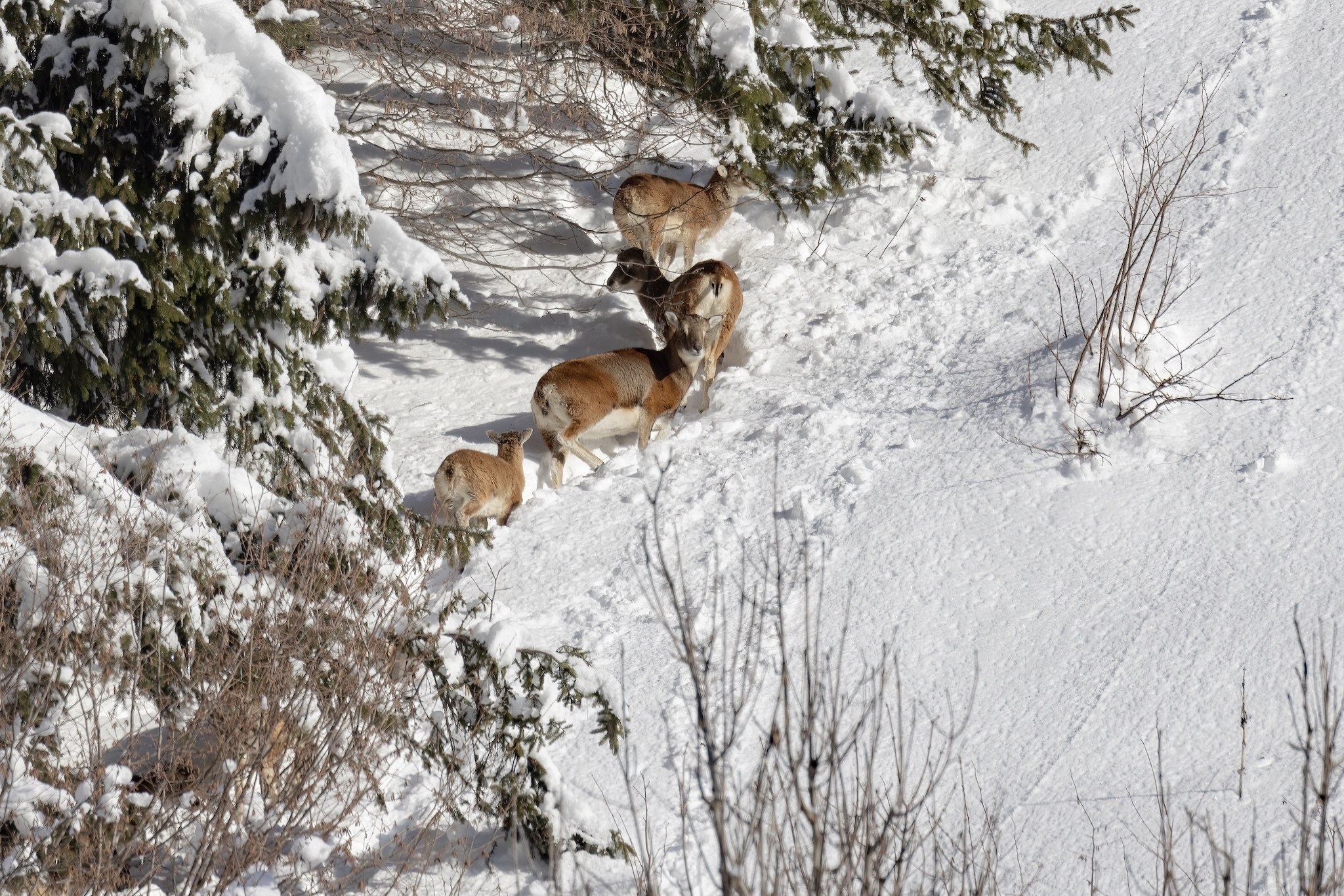 Le Mouflon des Alpes.