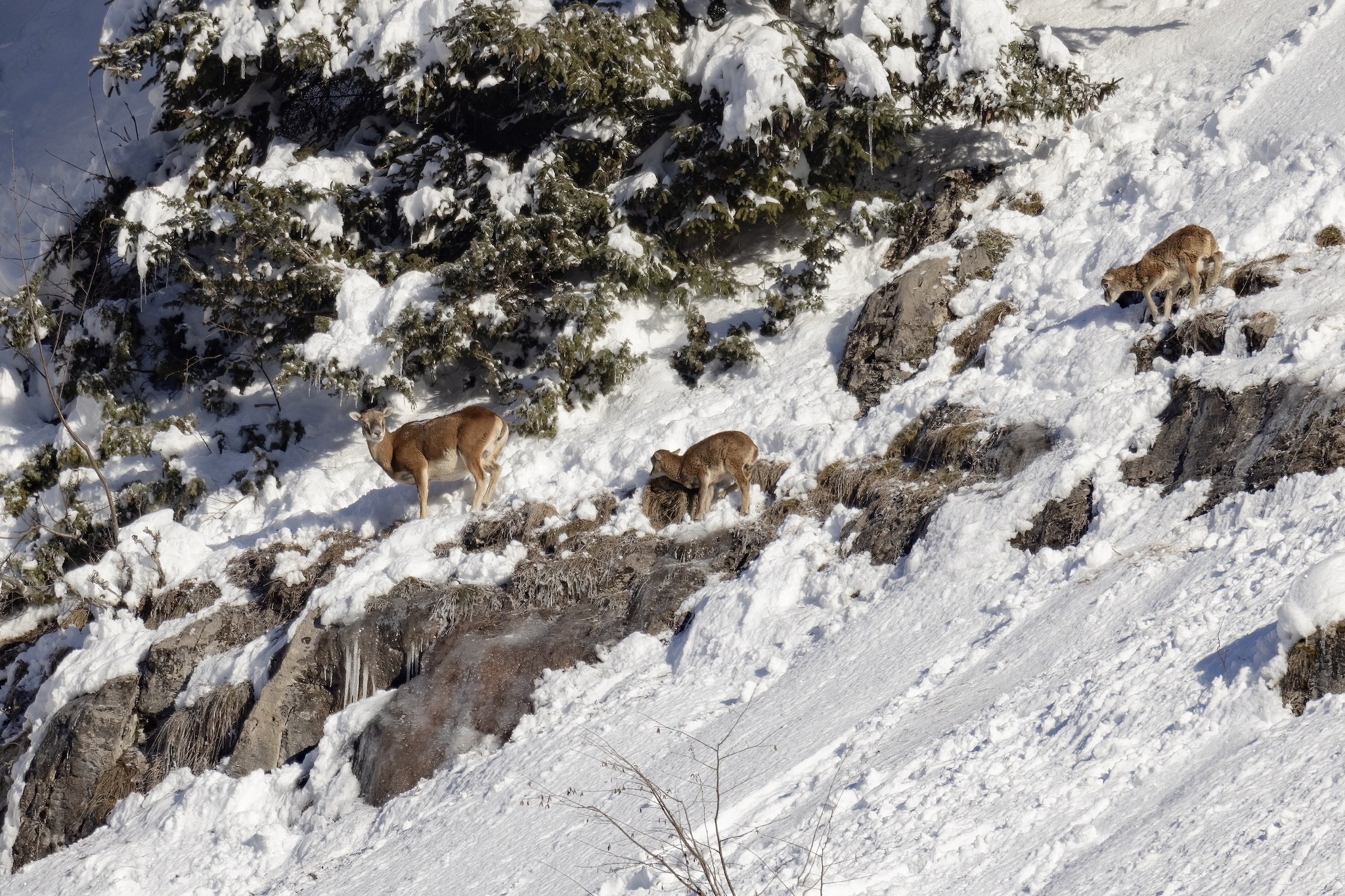 Le Mouflon des Alpes.