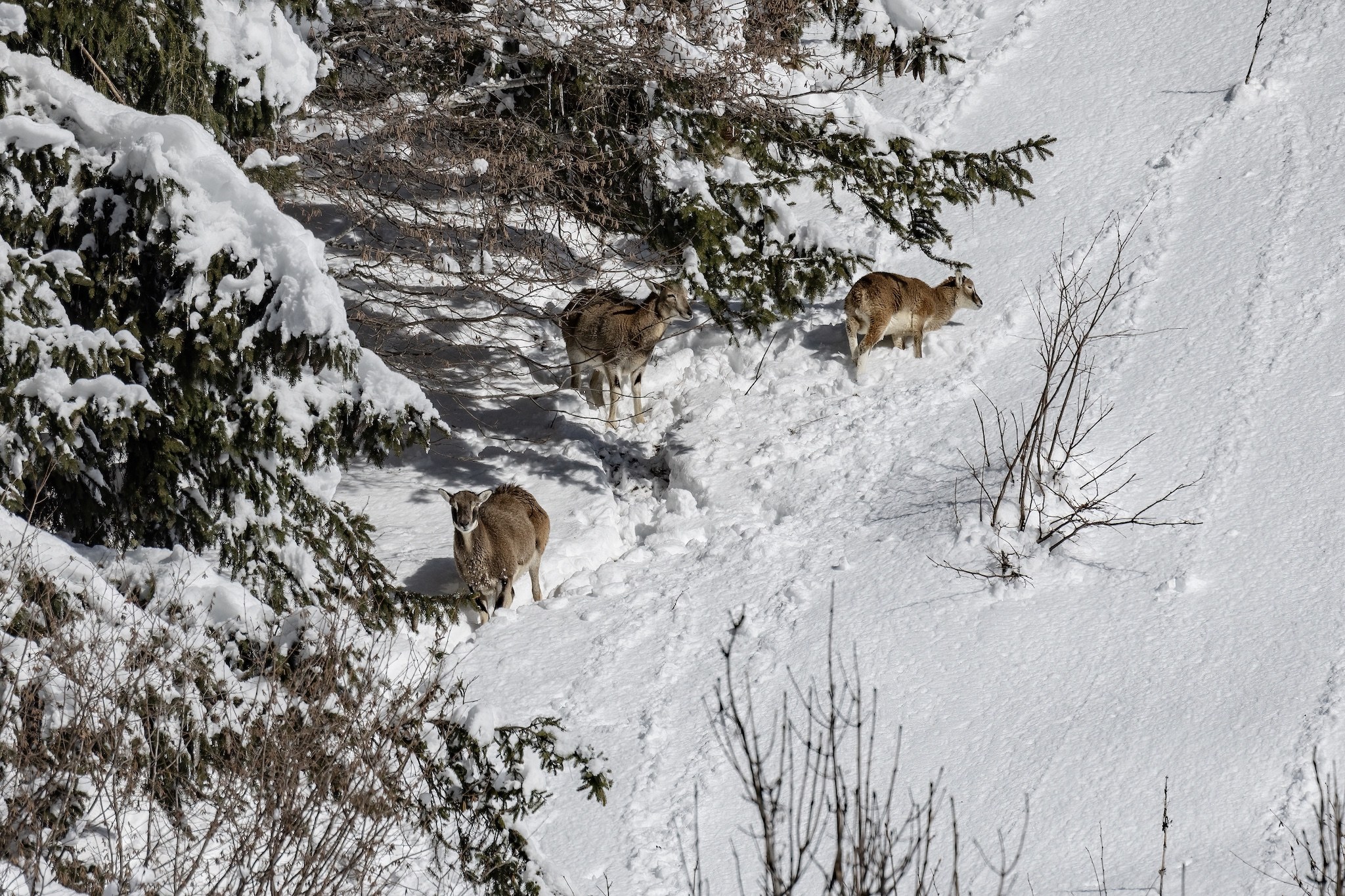 Le Mouflon des Alpes.