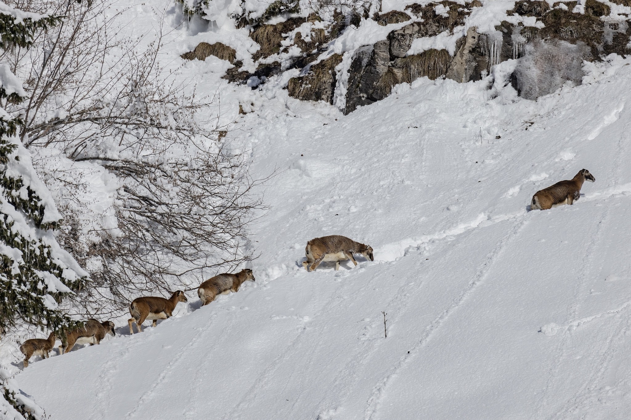 Le Mouflon des Alpes.