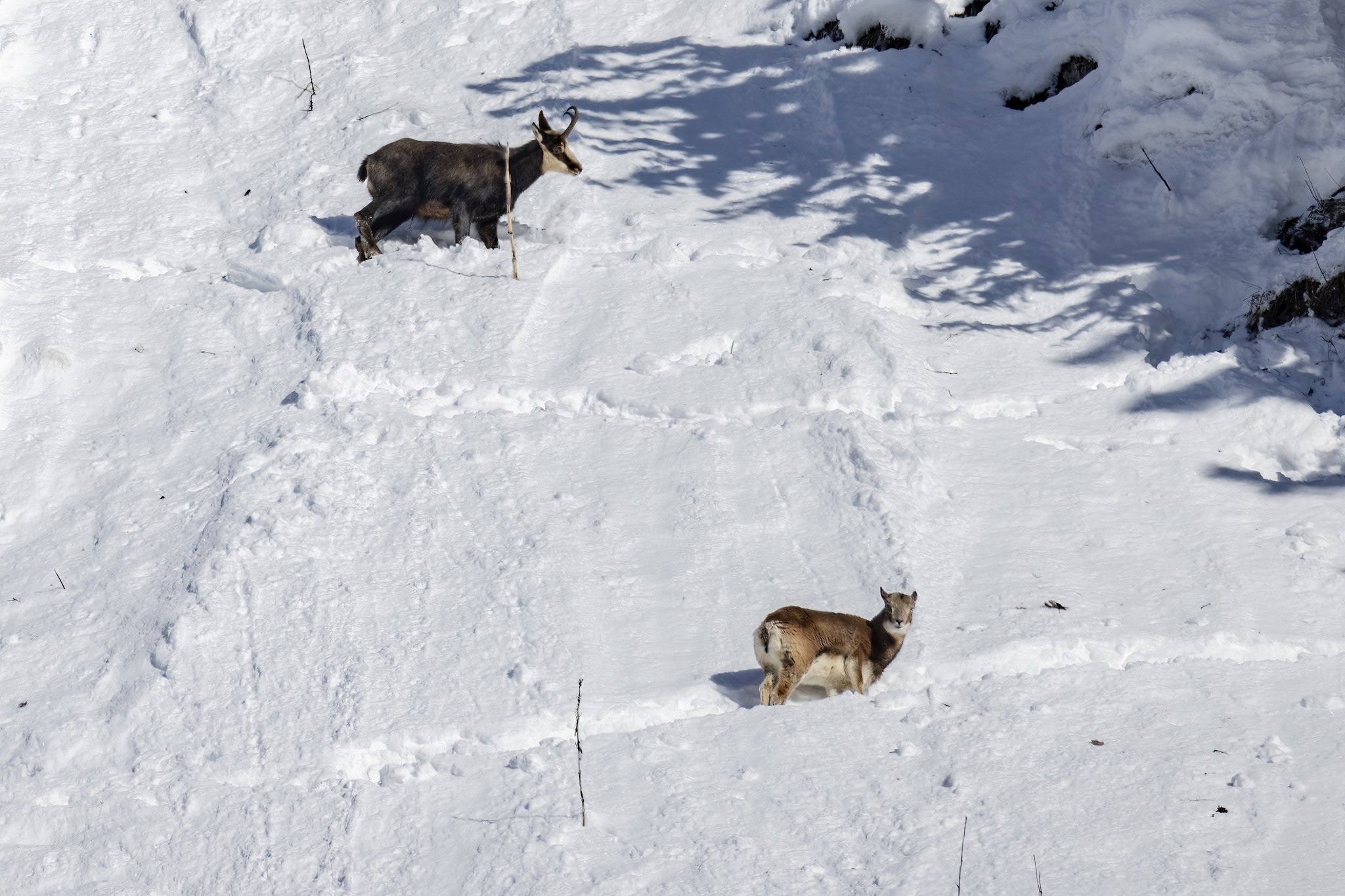 Le Mouflon des Alpes.