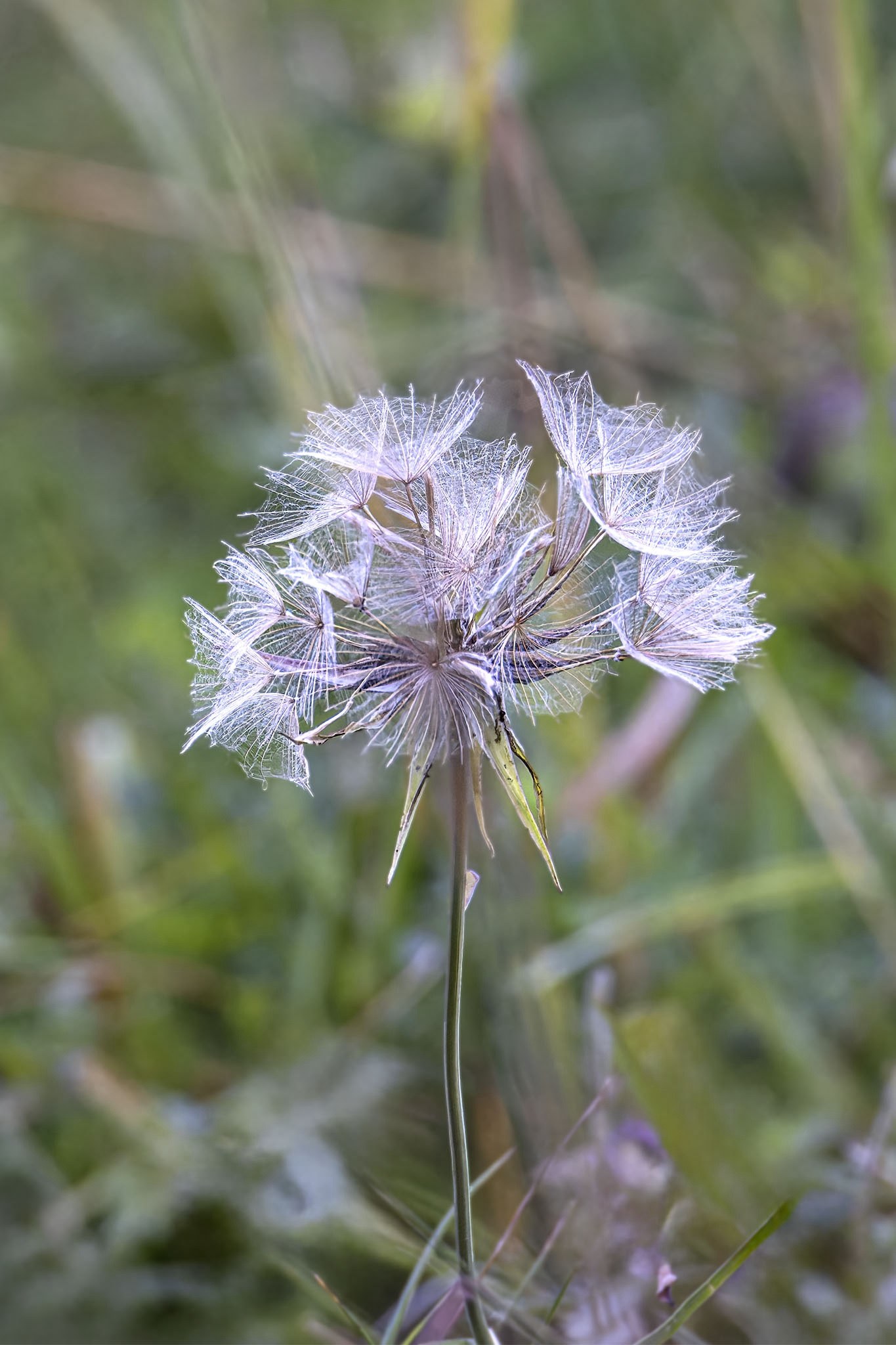 Fleurs.