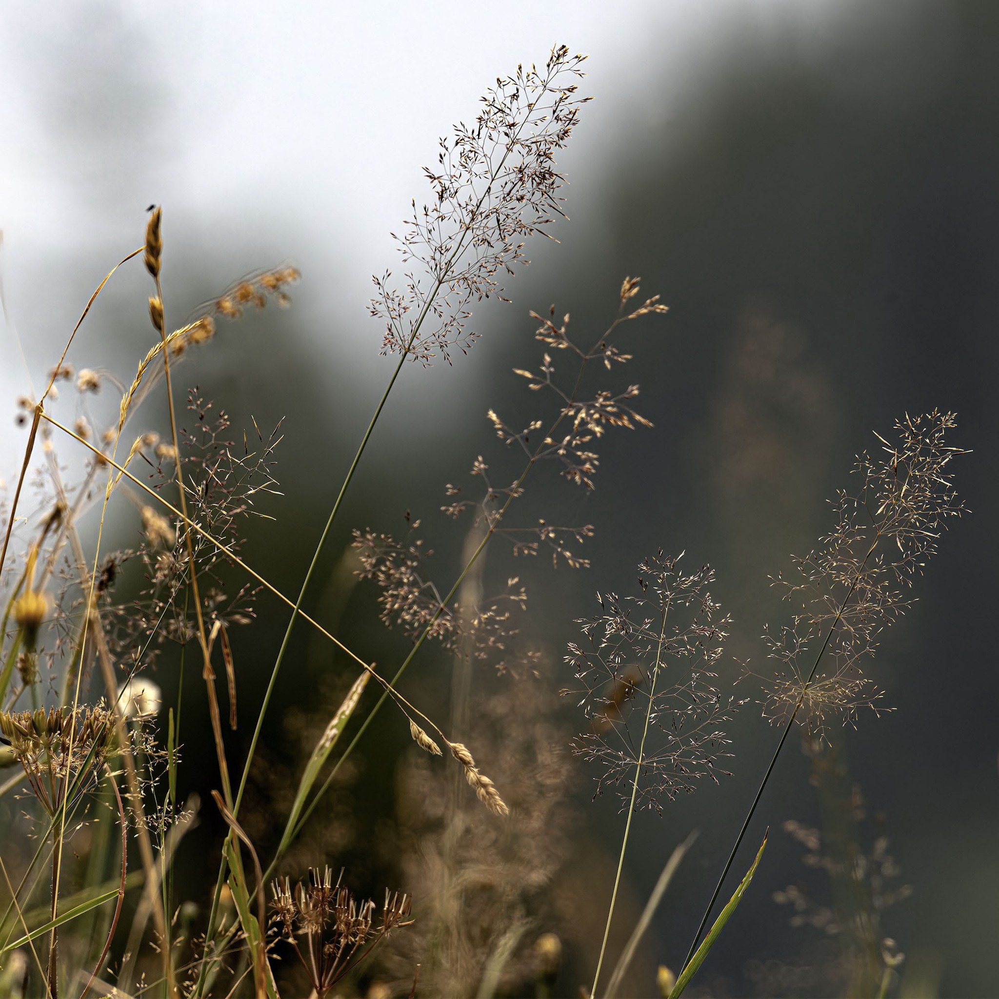 Fleurs.