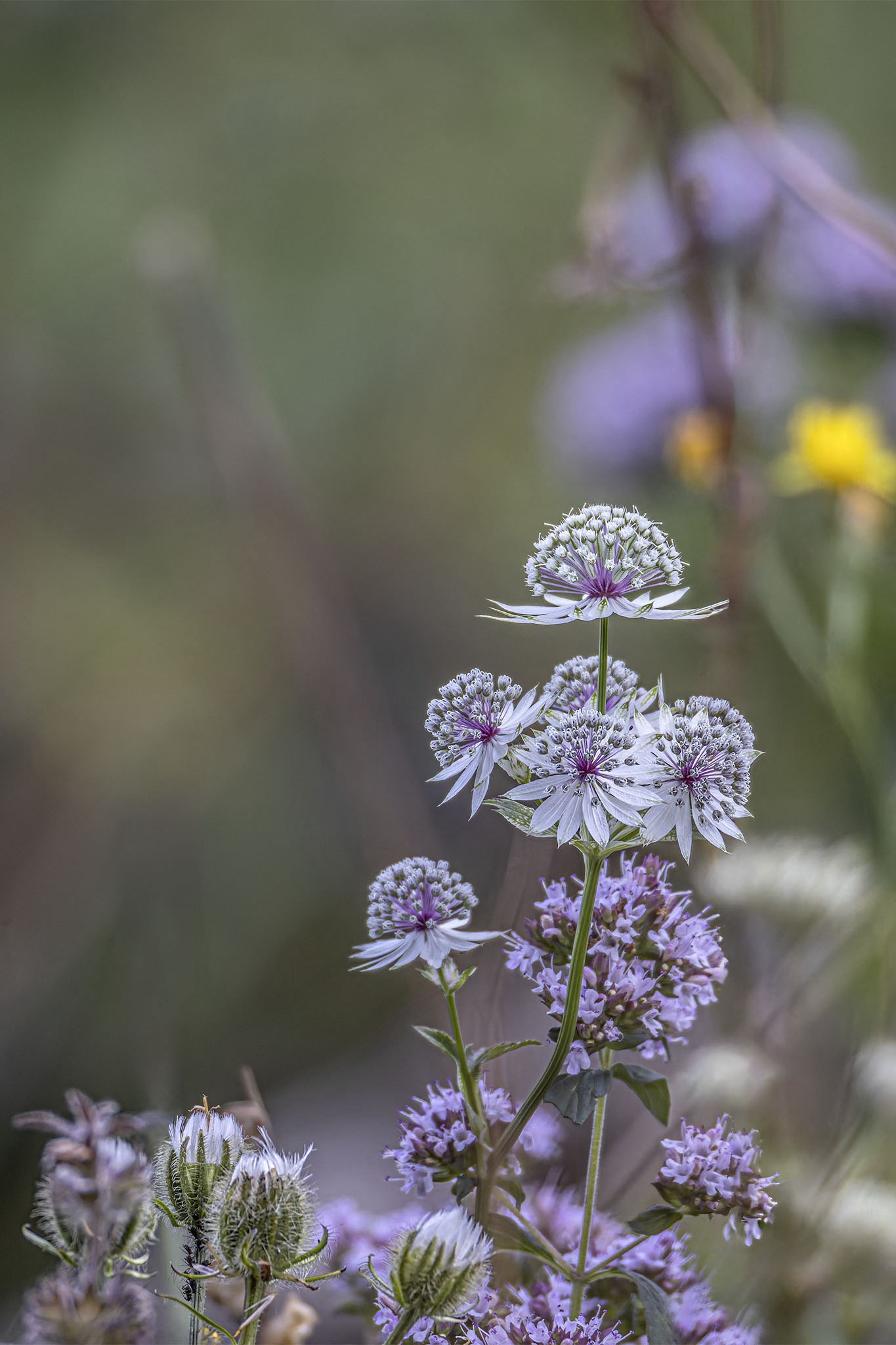 Fleurs.