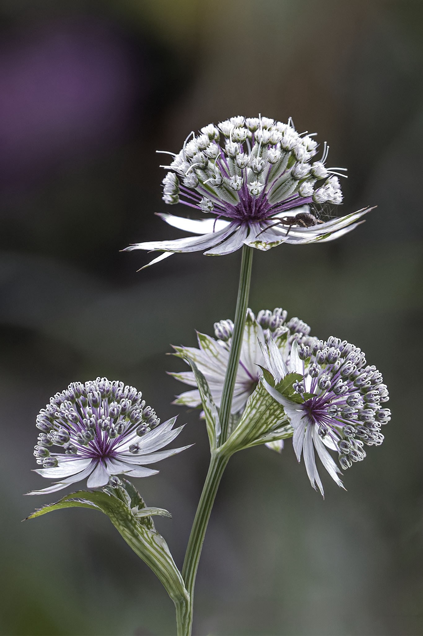 Fleurs.