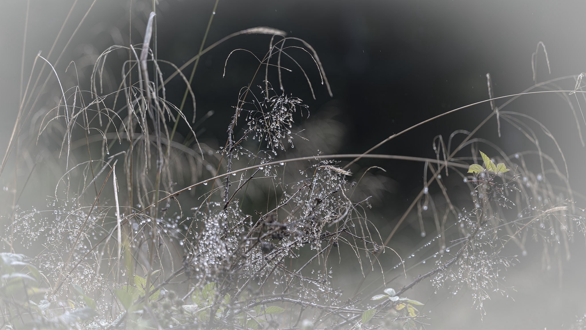 Fleurs.