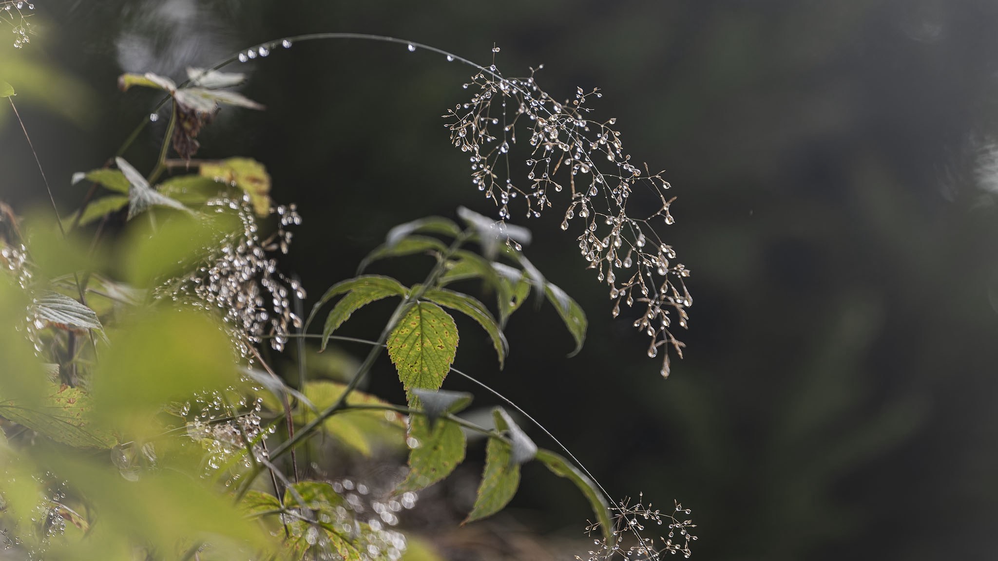Fleurs.