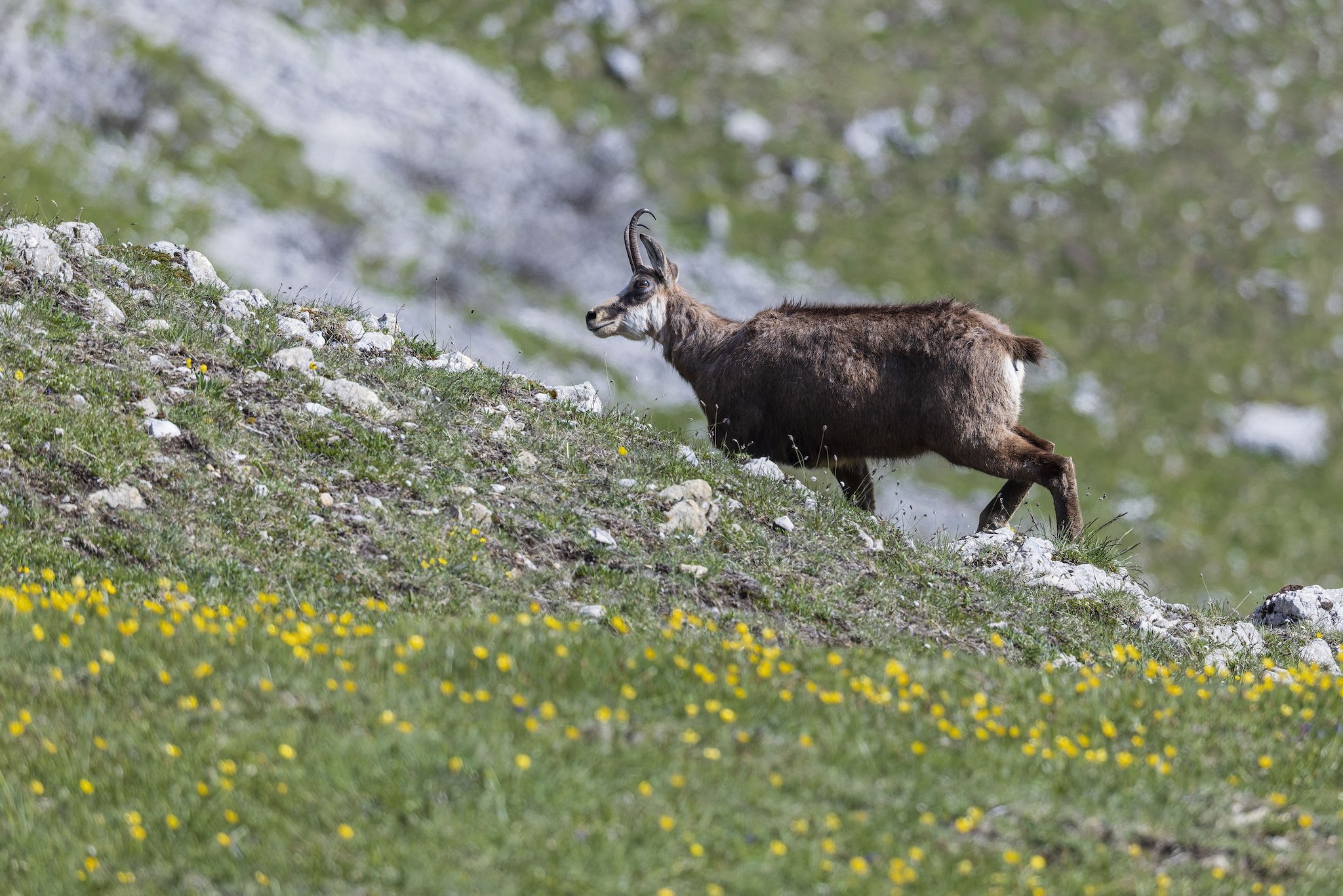 Sortie Chamois