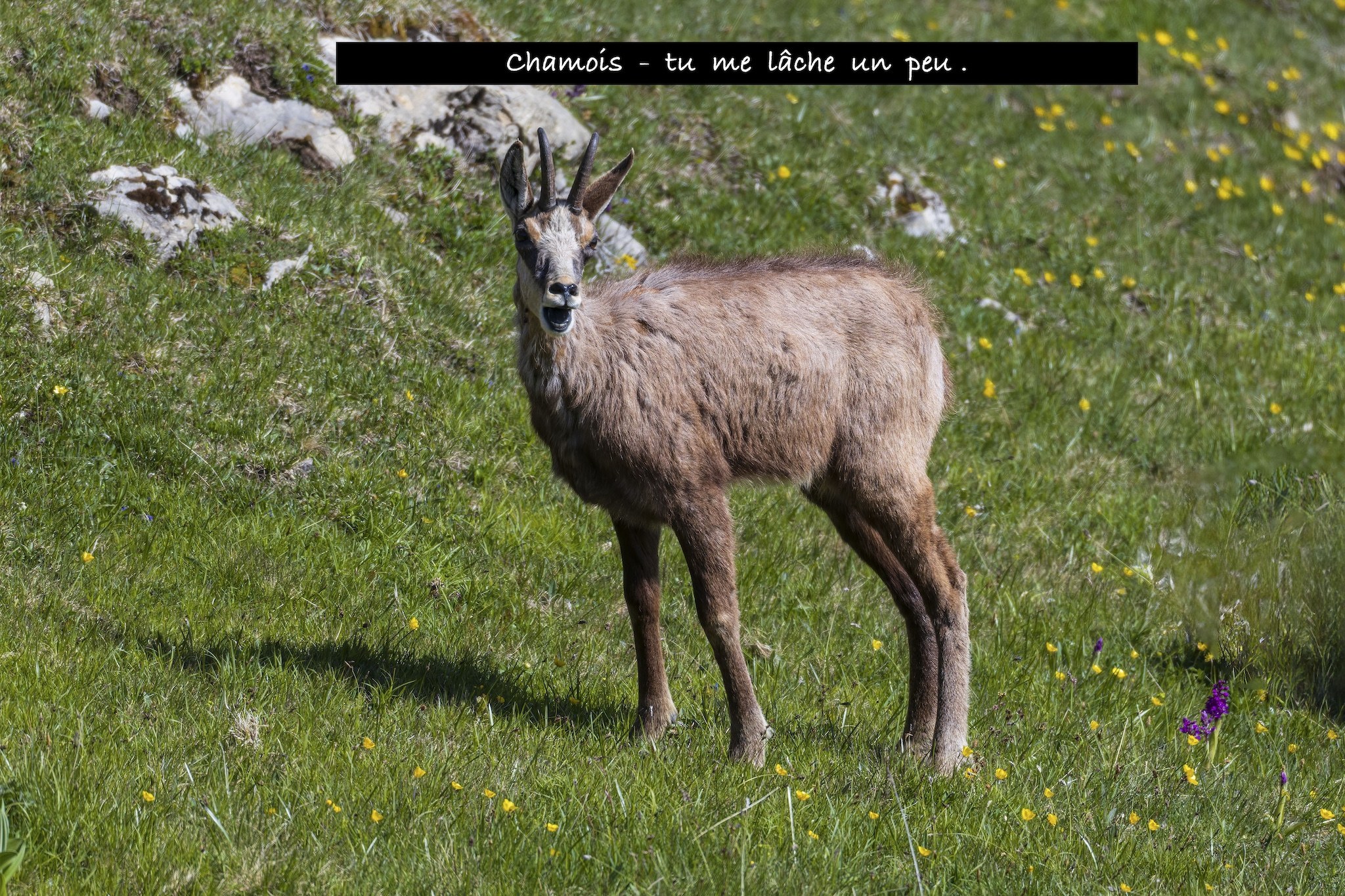 Sortie Chamois